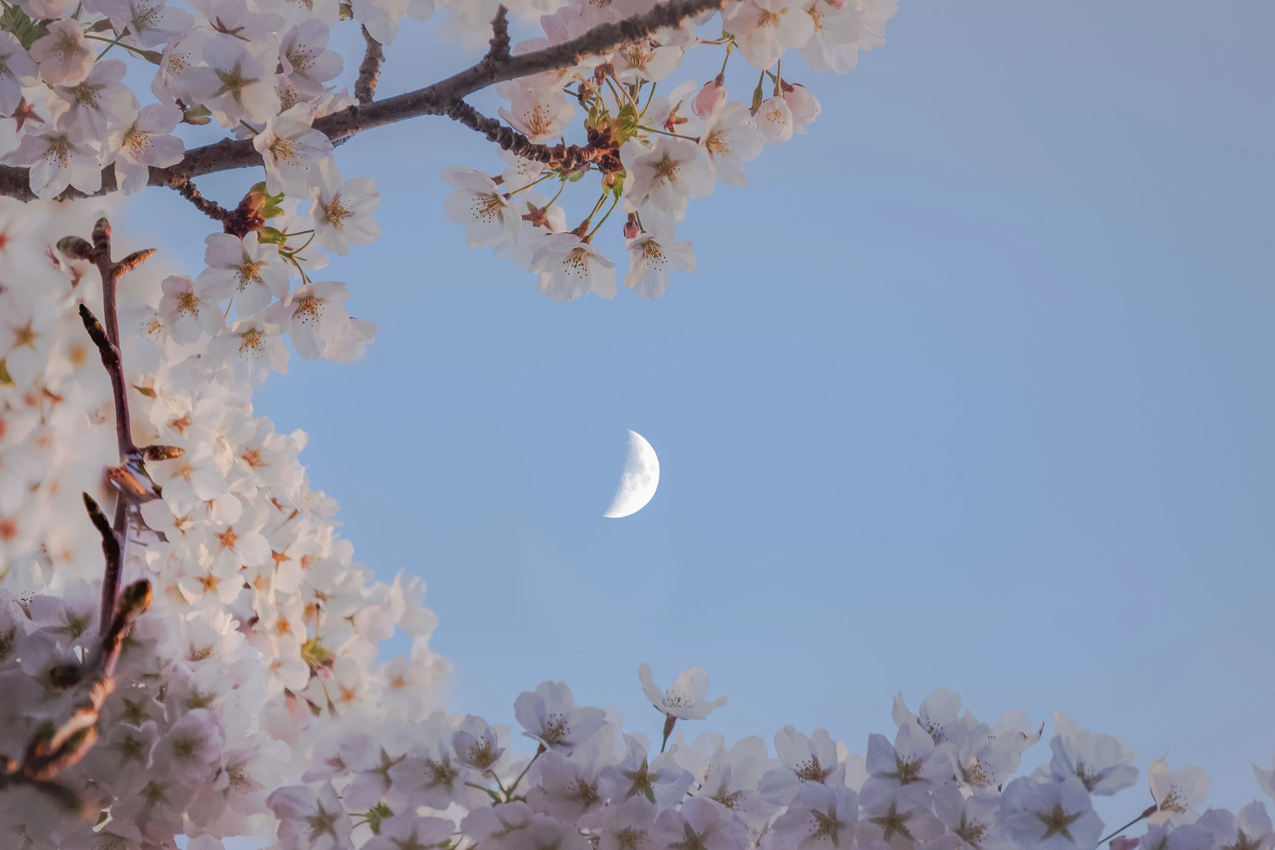 Moon with Cherry Blossom.jpg