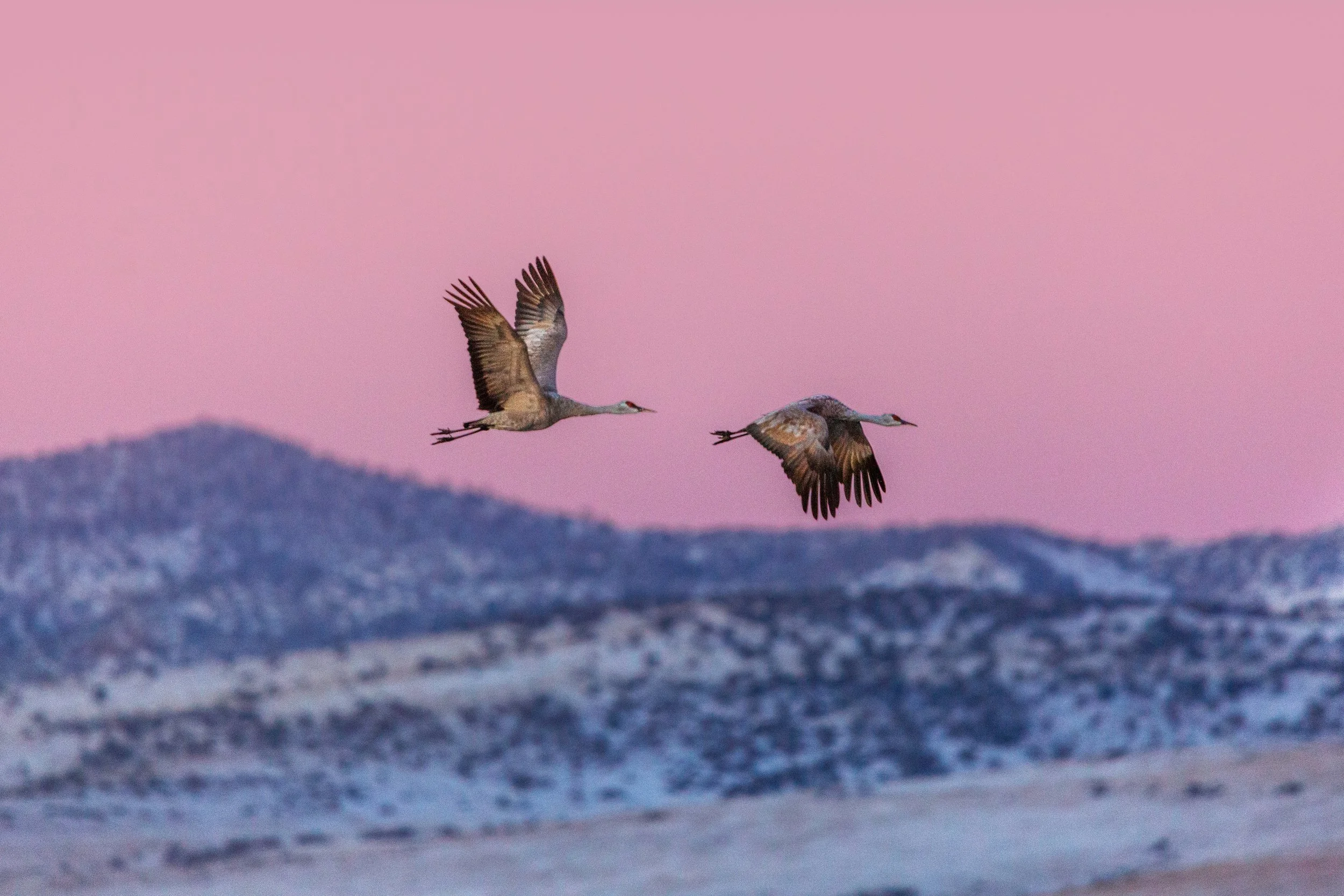 Sandhill Cranes in the Sky.jpg