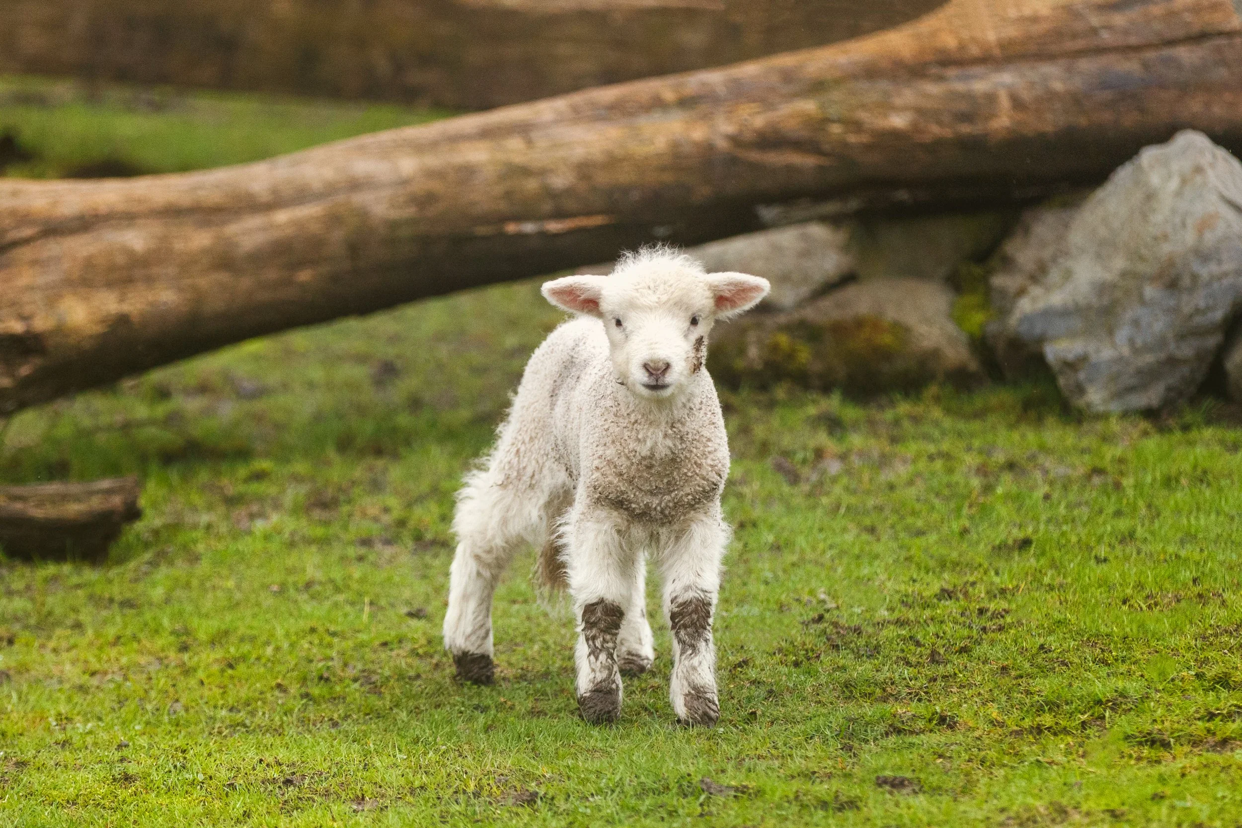 Lamb at FlowerWorld Websize.jpg