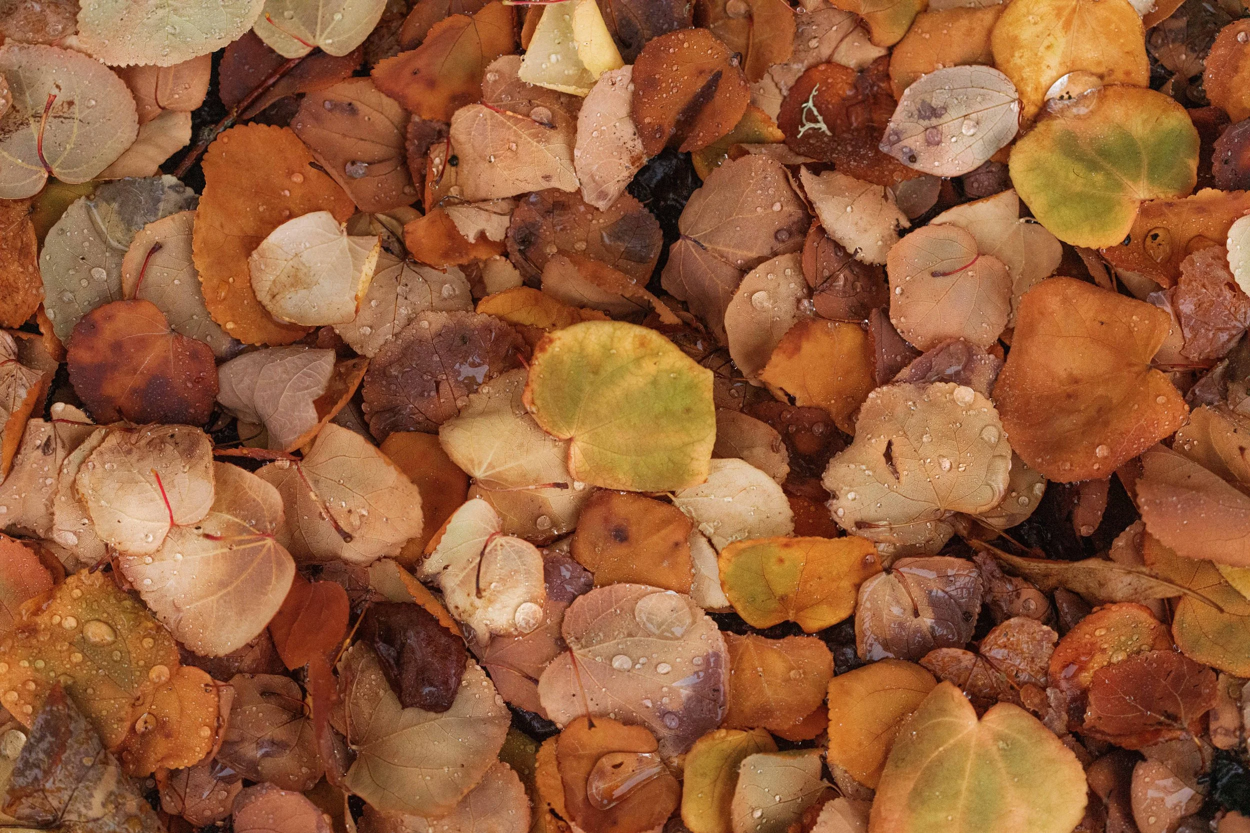 Bunch of Katsura Leaves websize.jpg