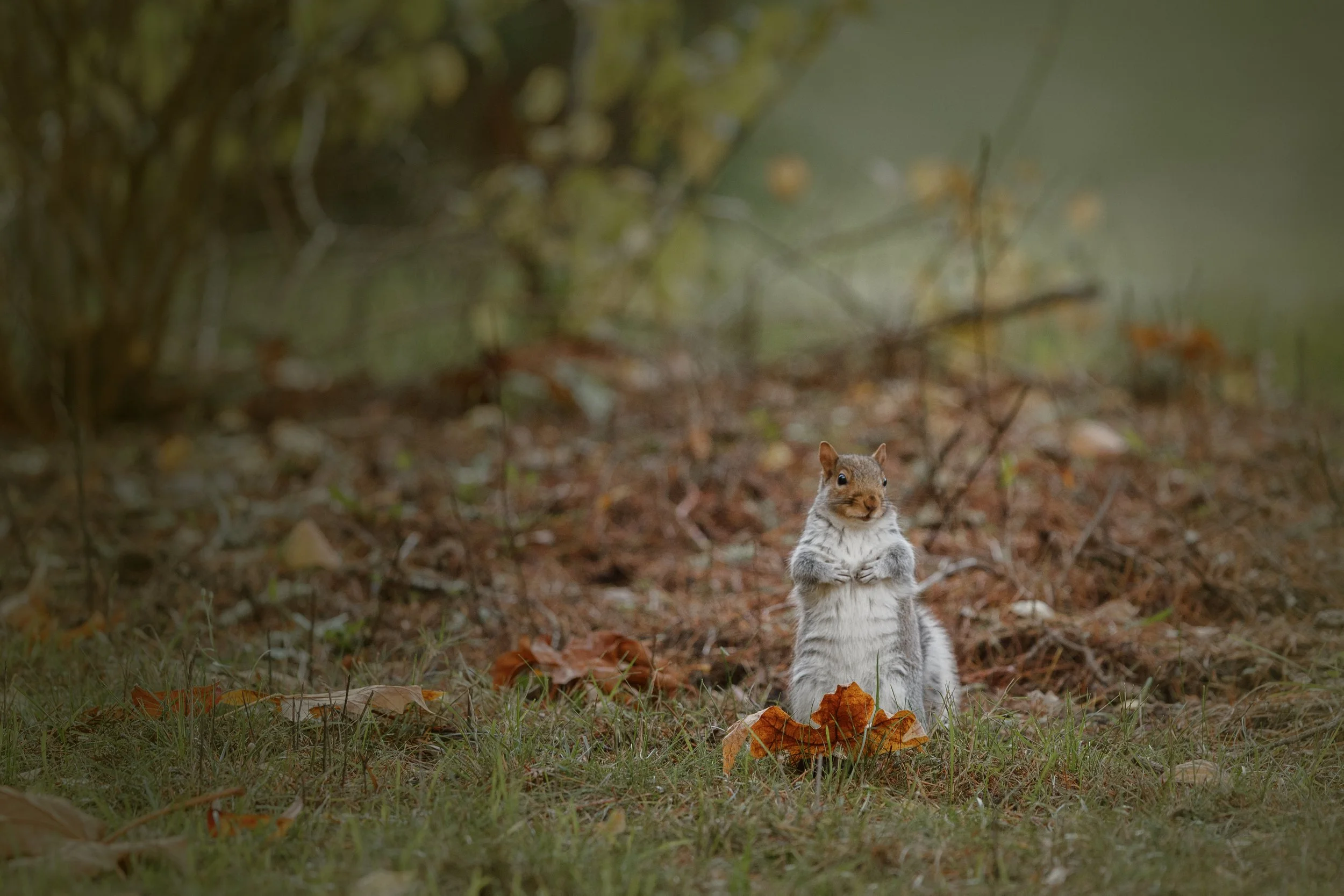 A Gray Searching the Yard.jpg
