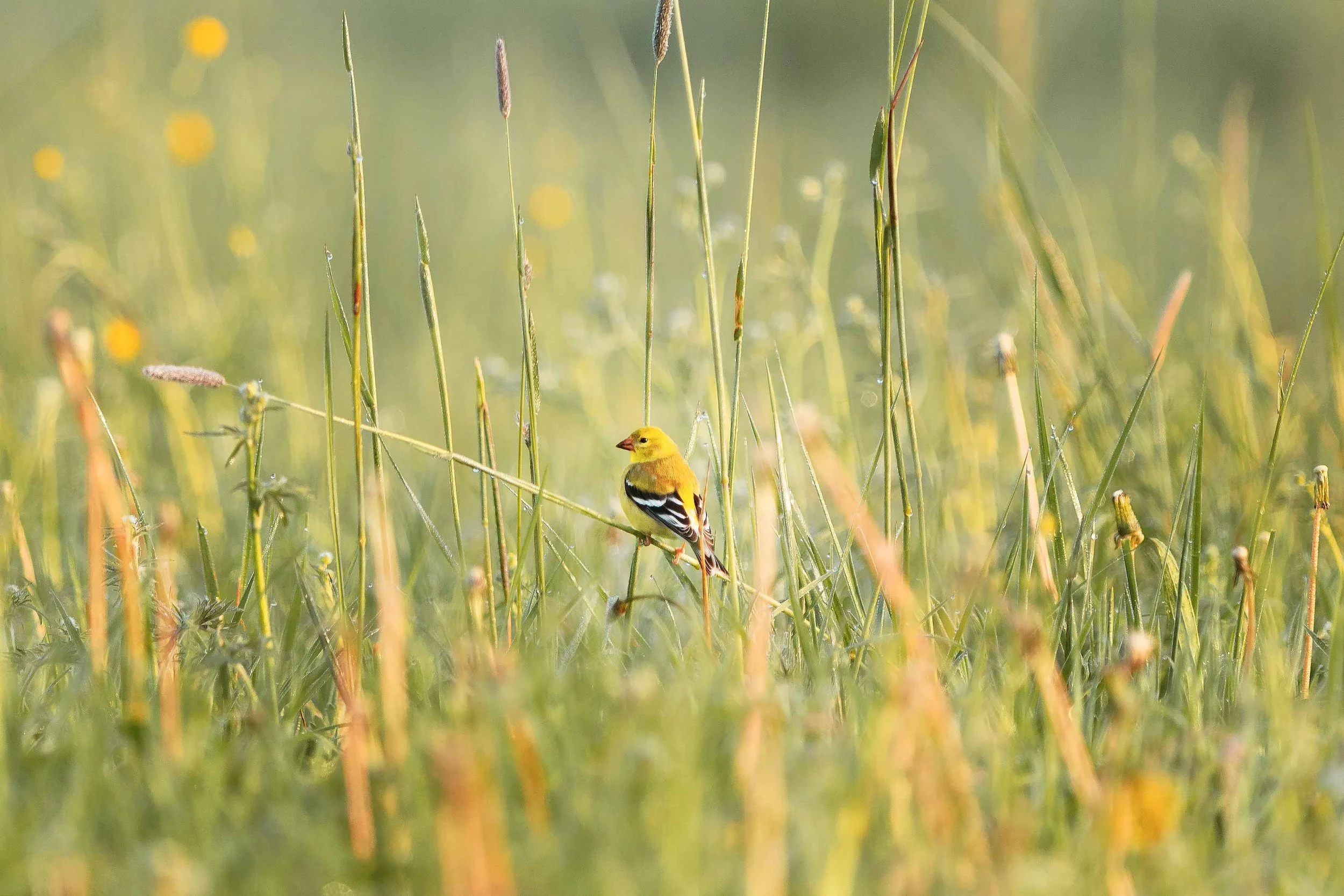 Female Goldfinch in Grass websize.jpg