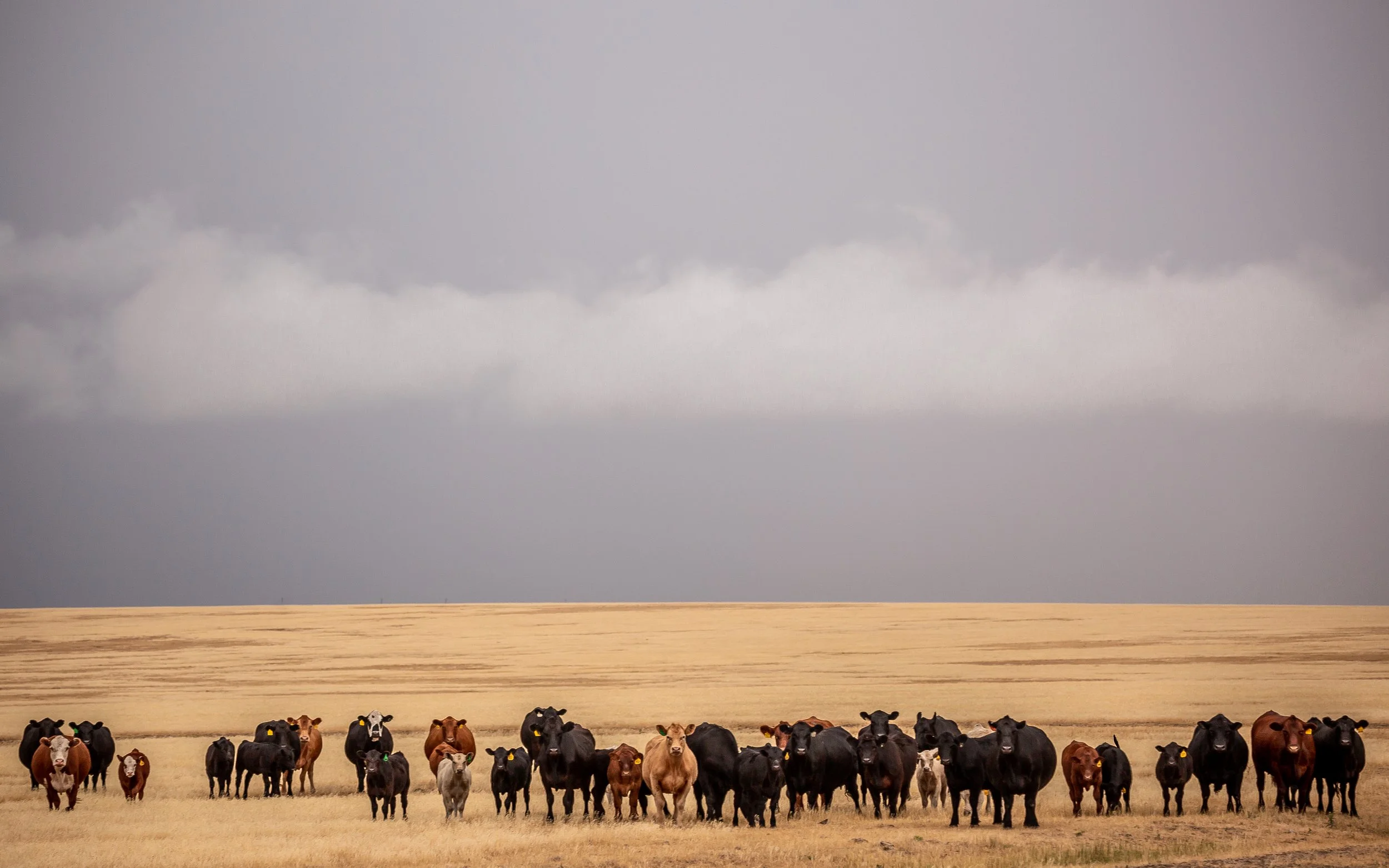 Cows on the Plains.jpg