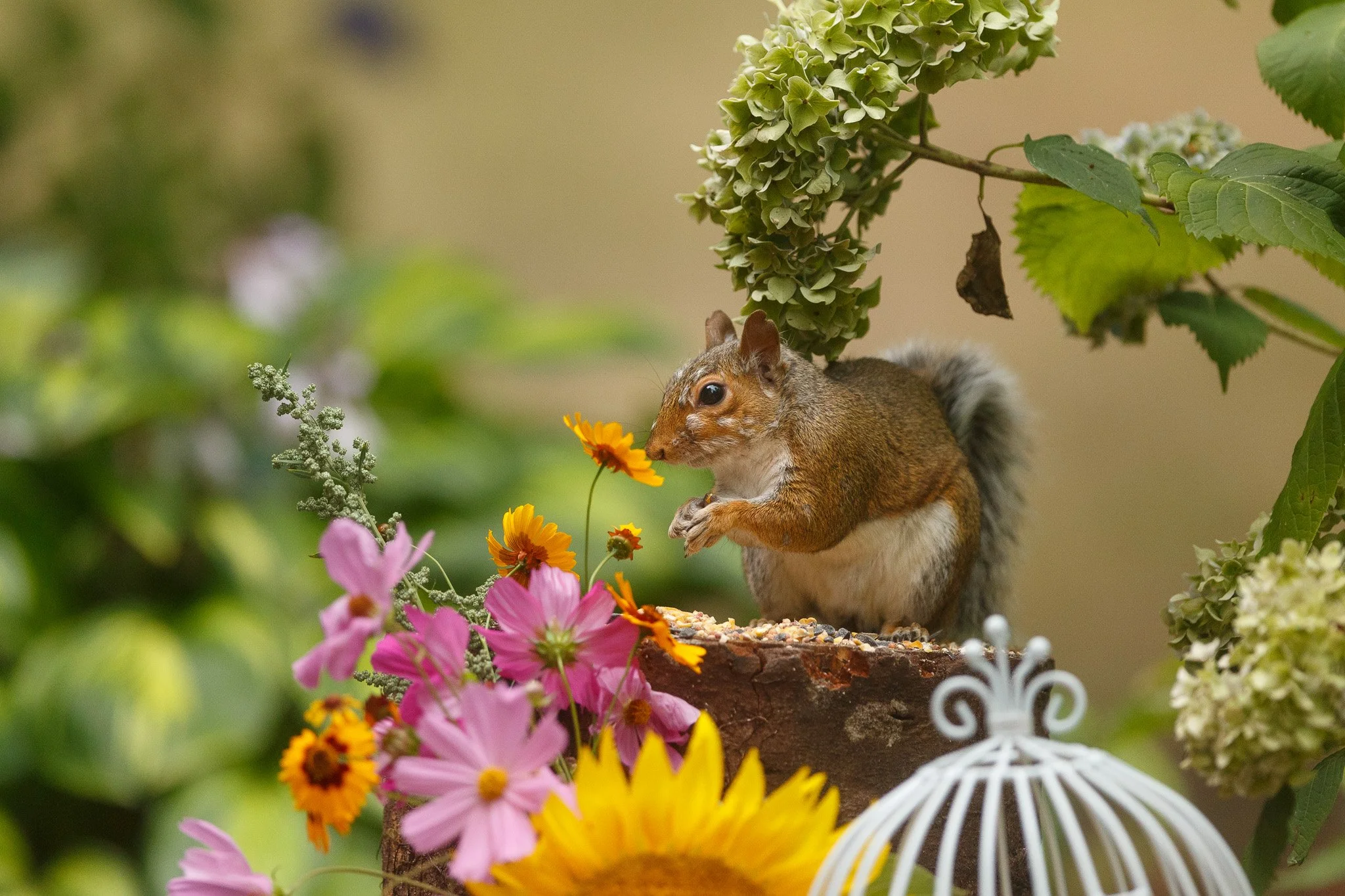 Patches in the Flowers-2.jpg