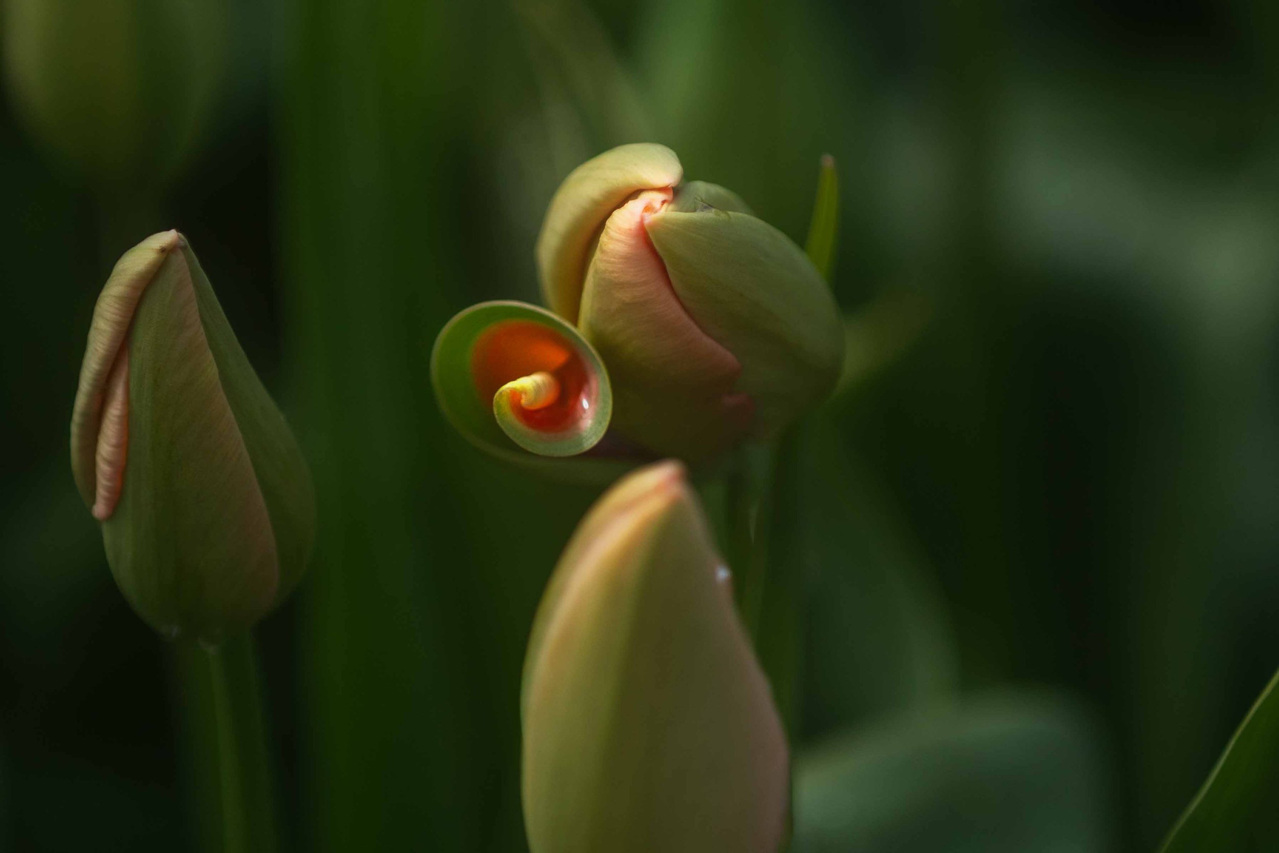 Blooming Tulip