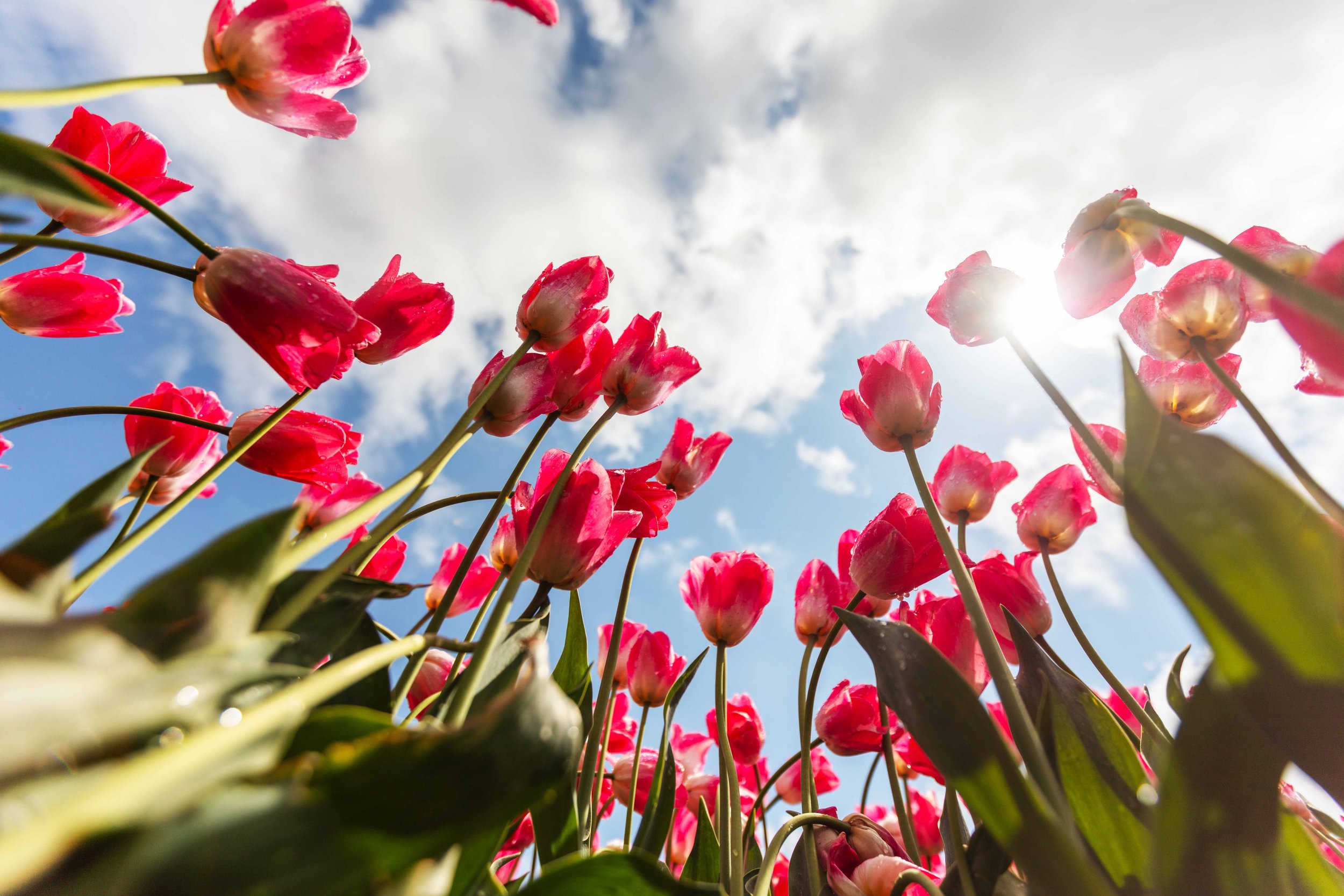 Reaching Tulips