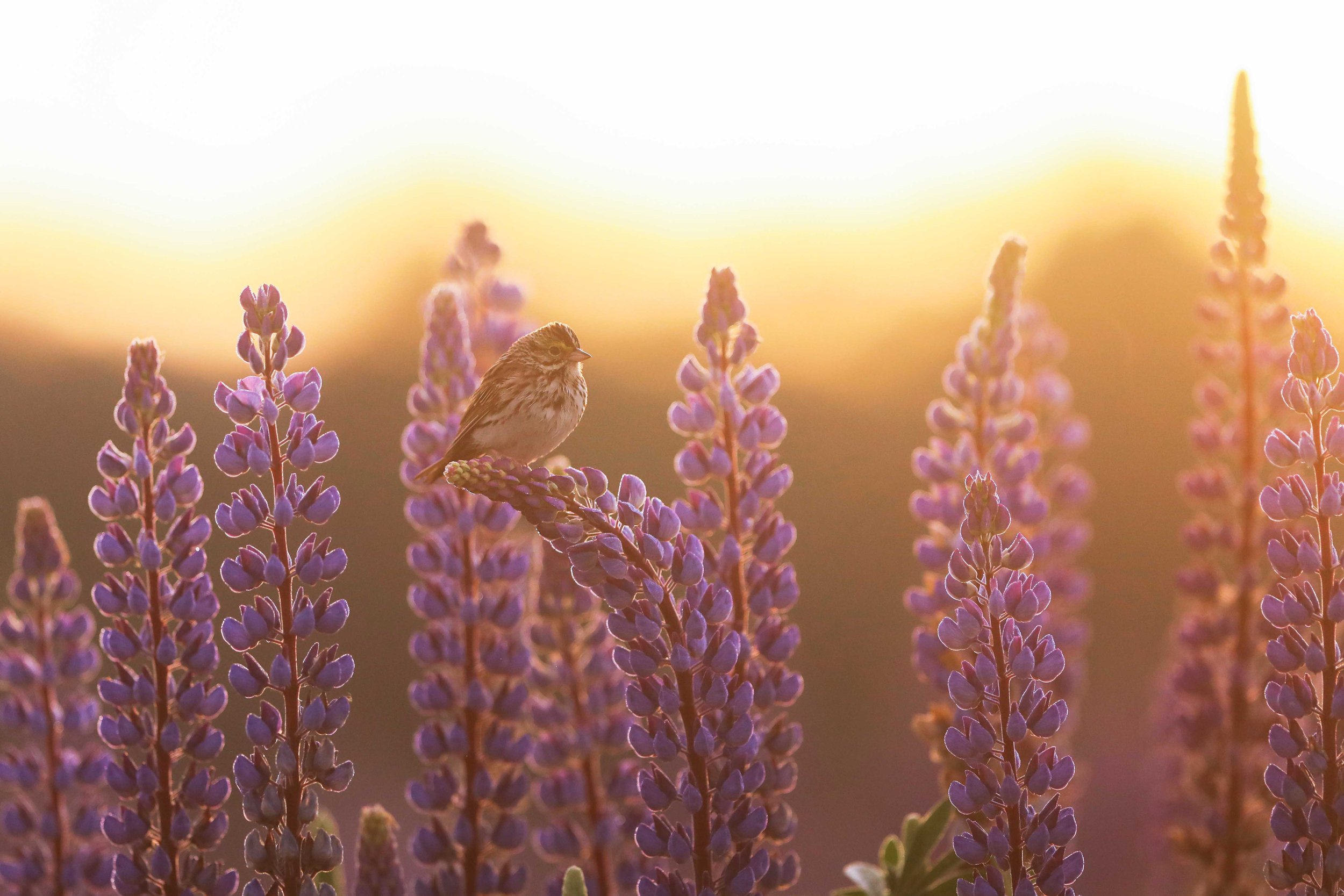 Soaking in the Sun on Lupine