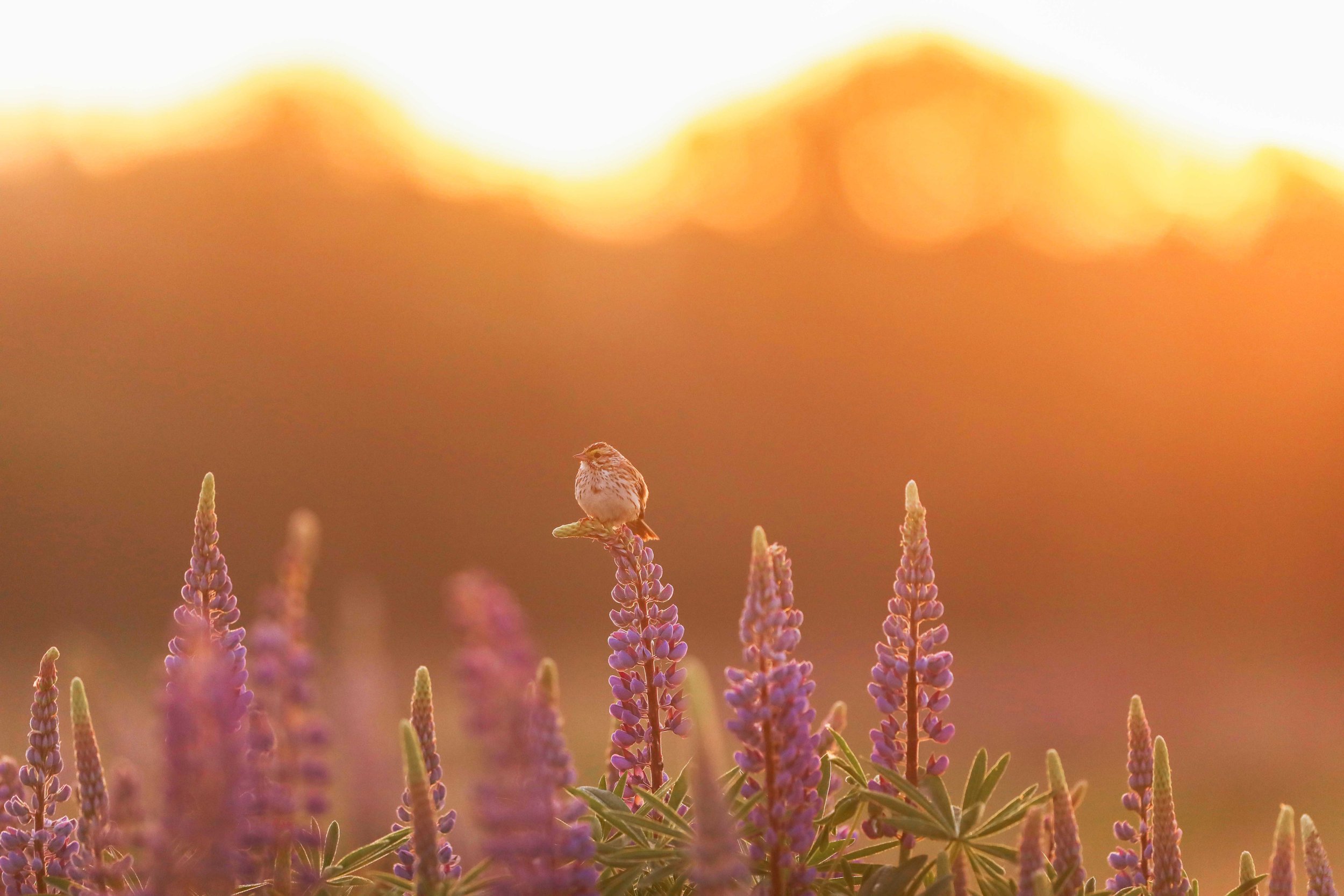 Sparrow on Lupines at Sunrise
