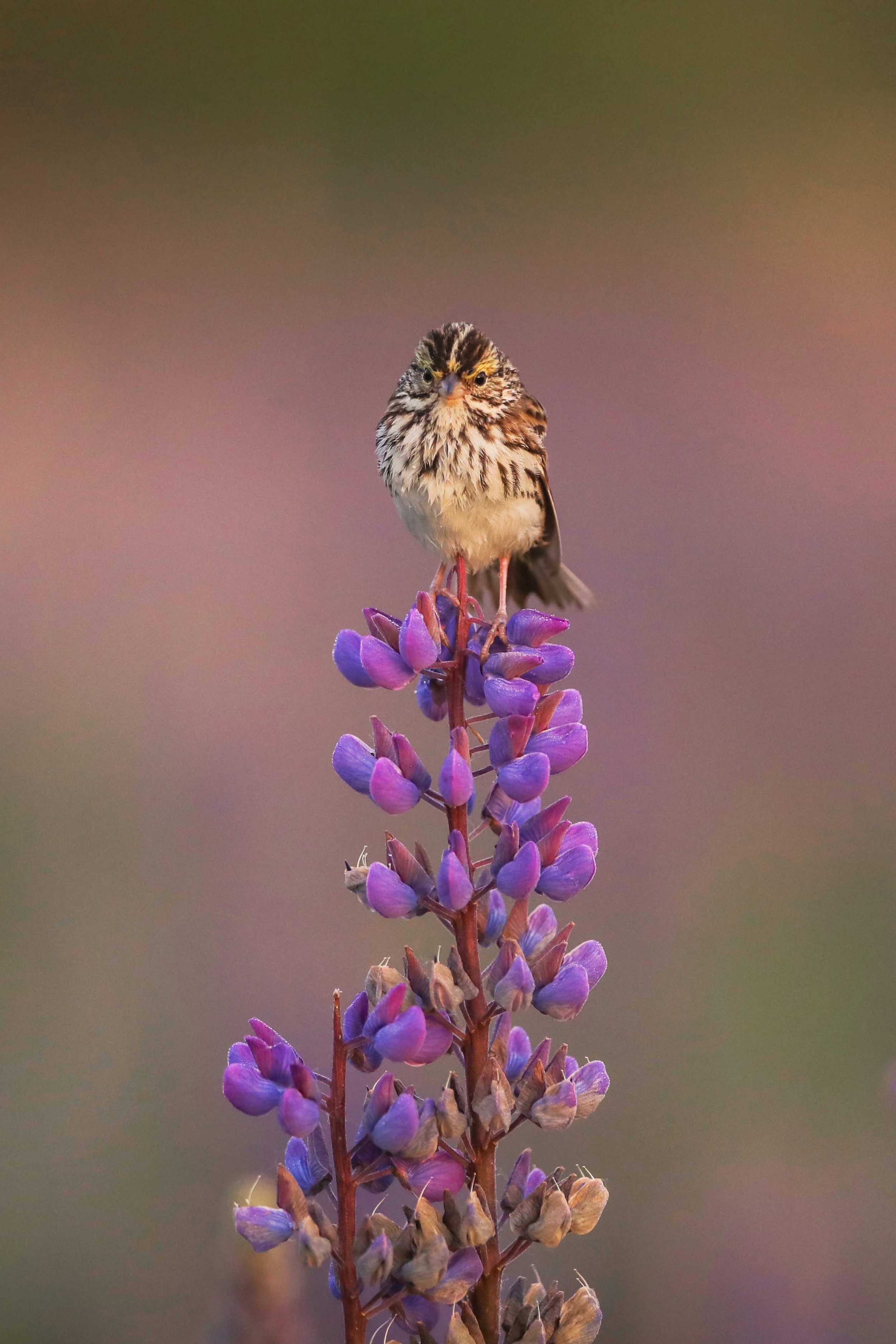 Posing on the Lupine