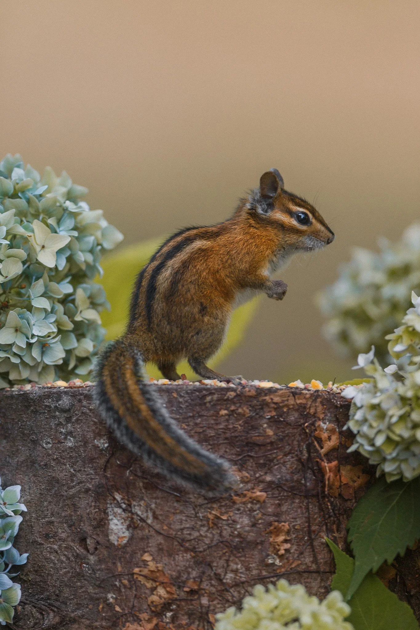 Niblet Standing Up