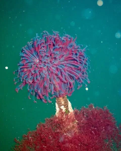 Tide Pool and Photography Workshop