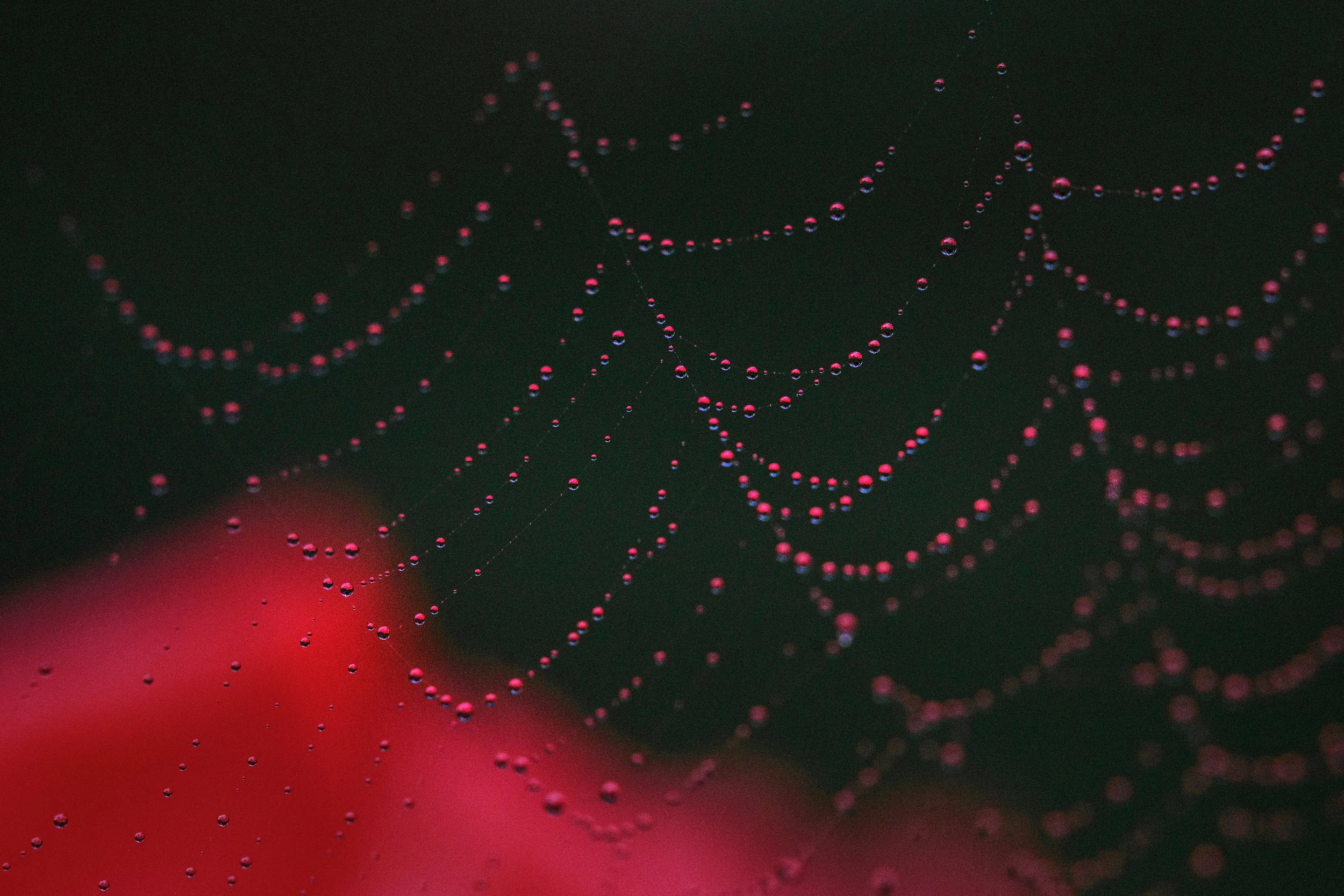 Rose Colored Droplets.jpg