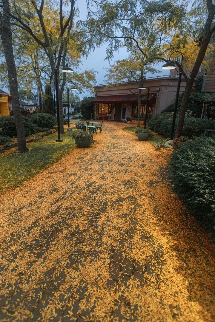 The Yellow Brick Road.jpg