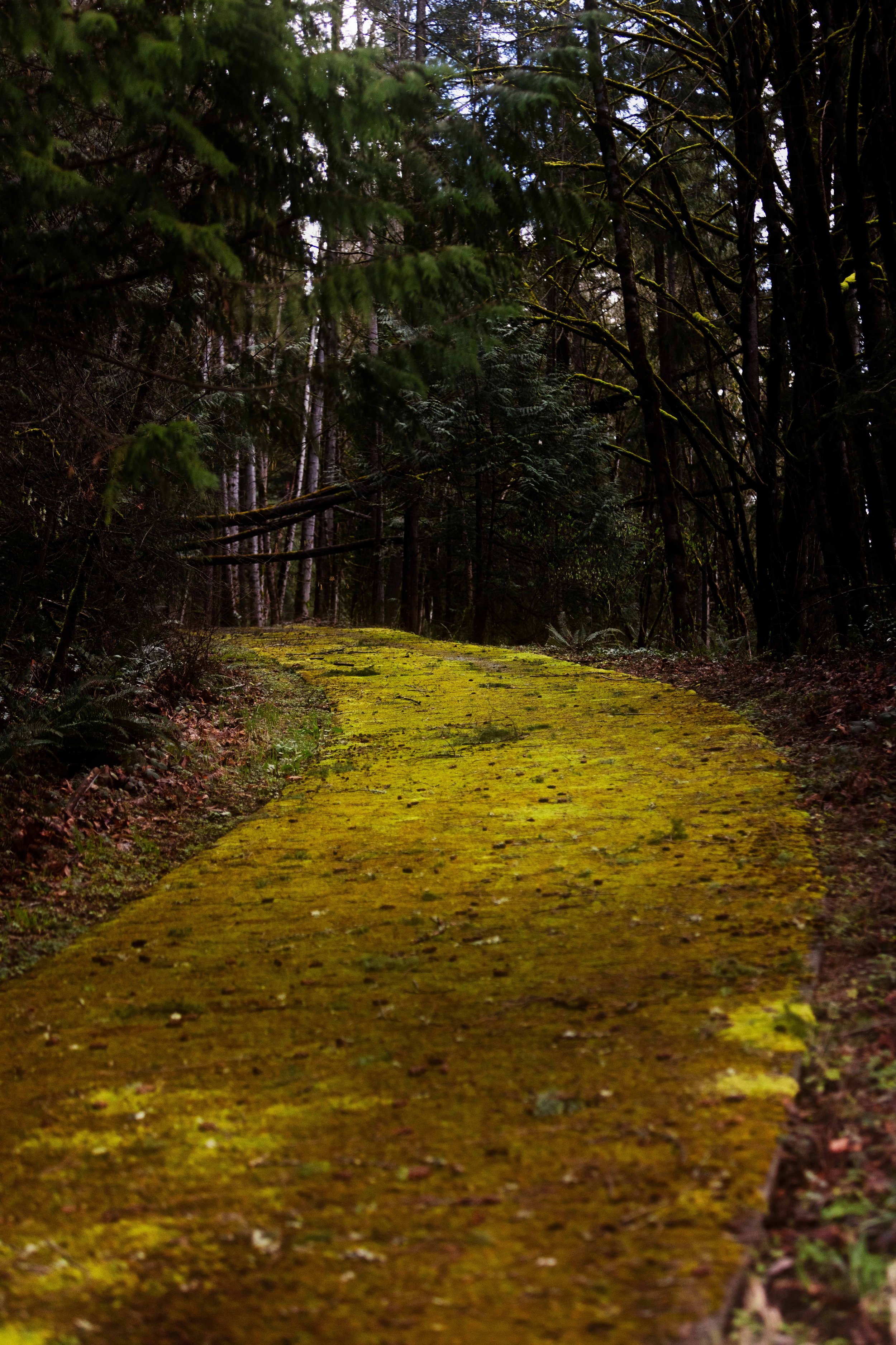 Mossy Road Websize.jpg