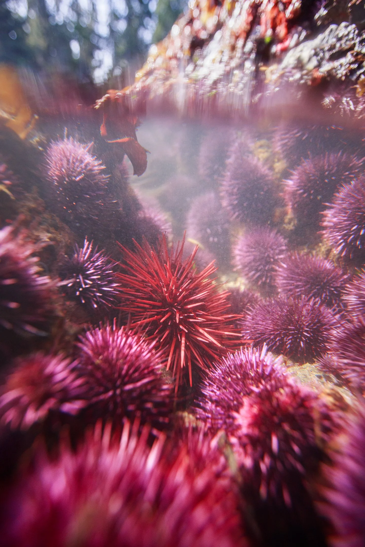 Urchin Jewels.jpg