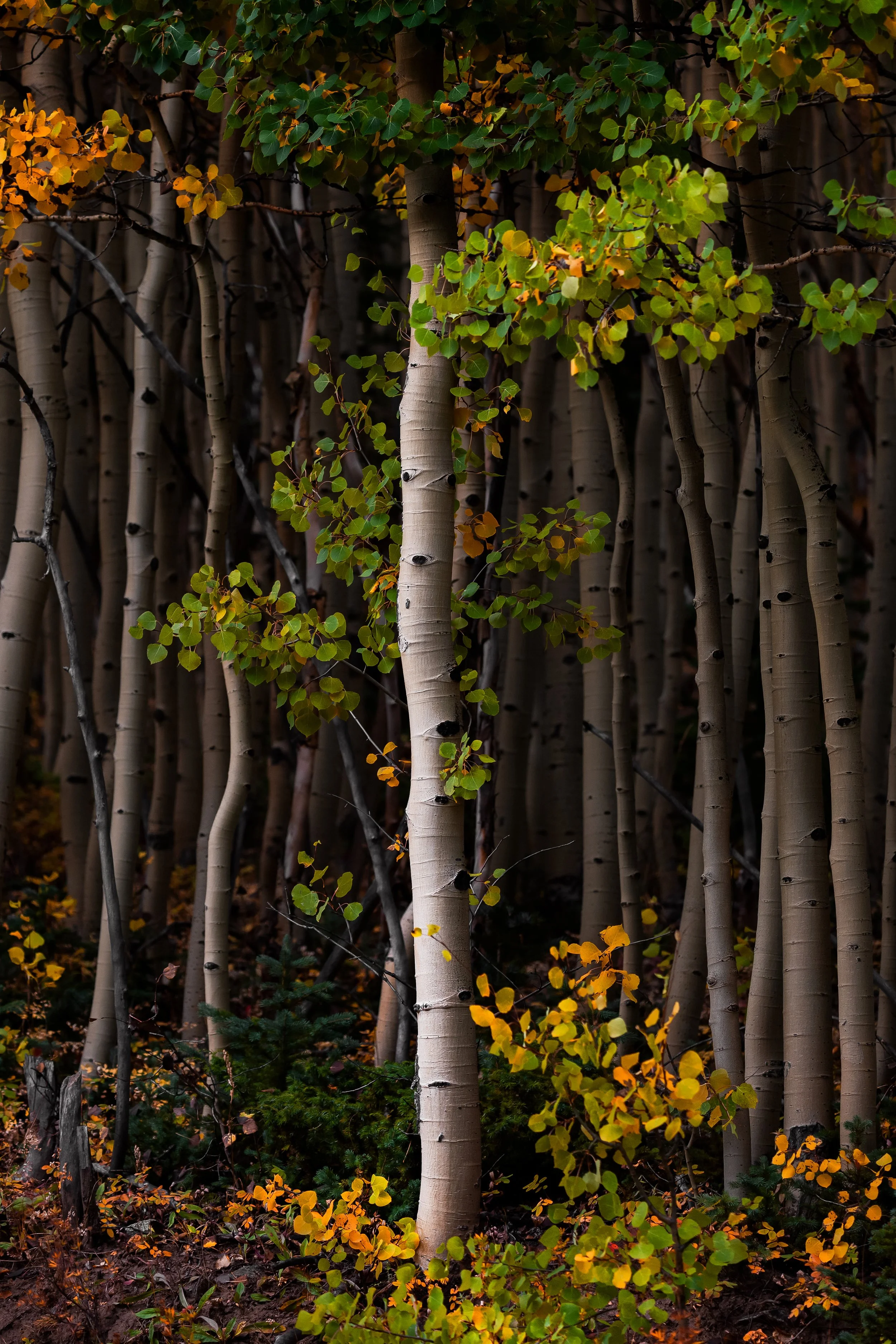 Illuminated Aspen in September.jpg