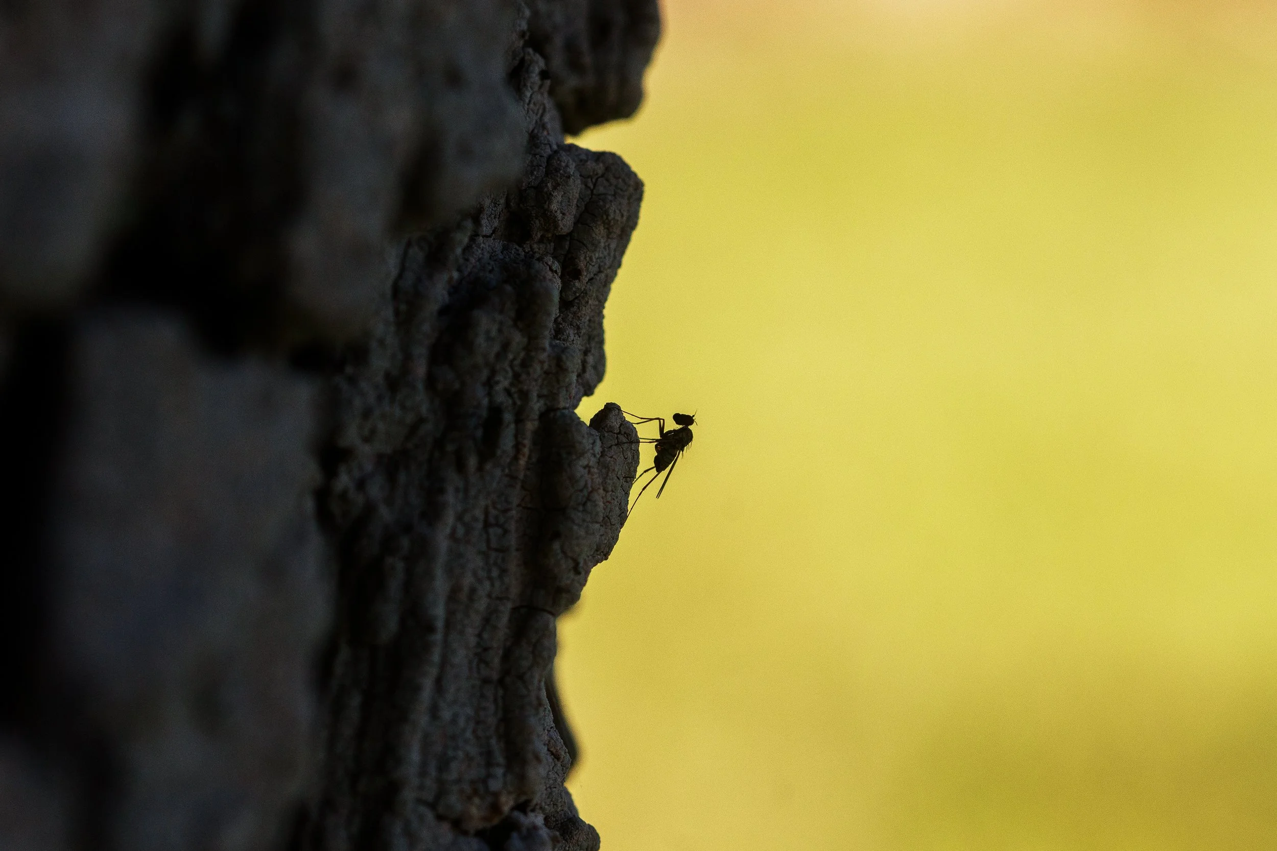 Insect on Tree.jpg