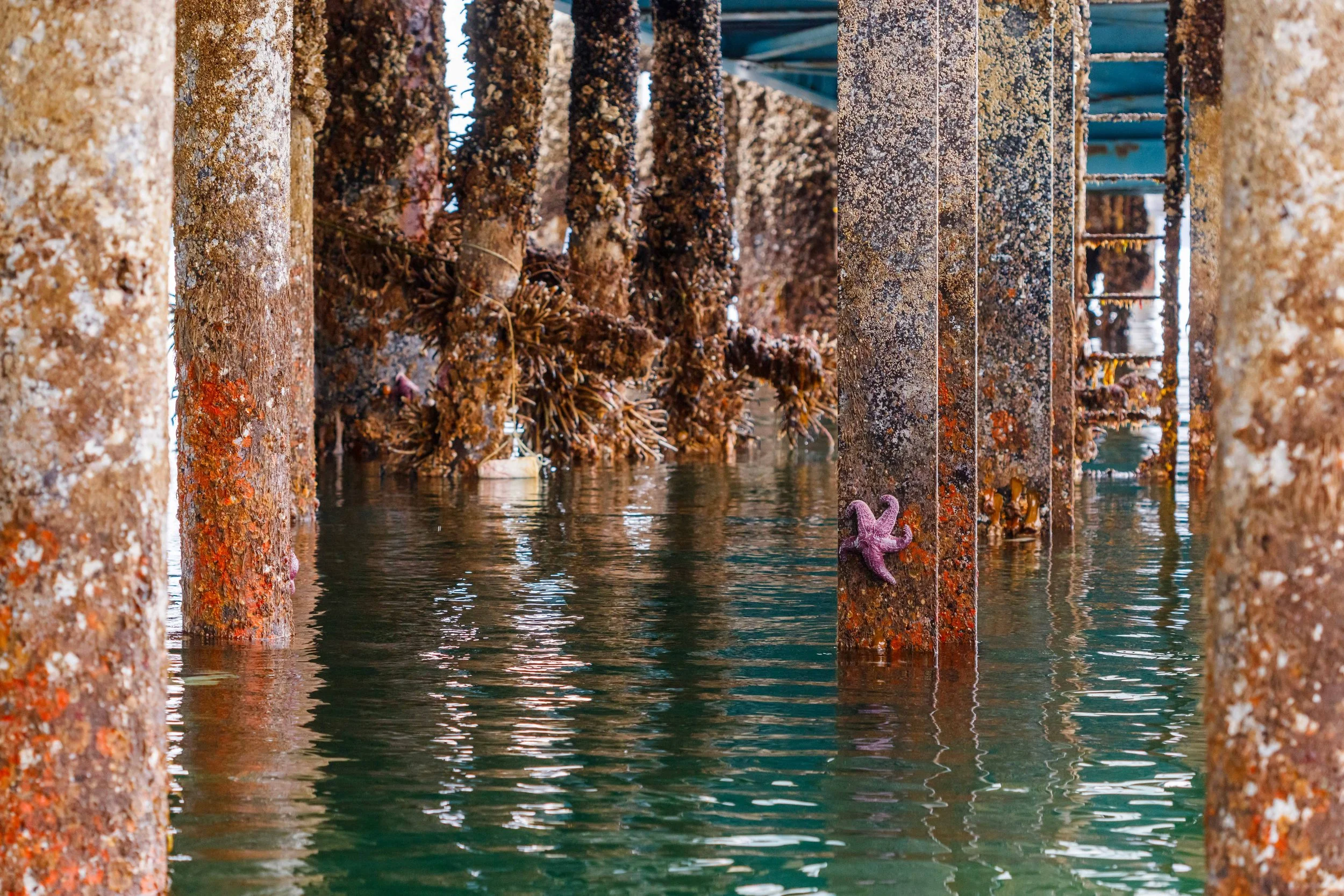 Under the Docks websize.jpg