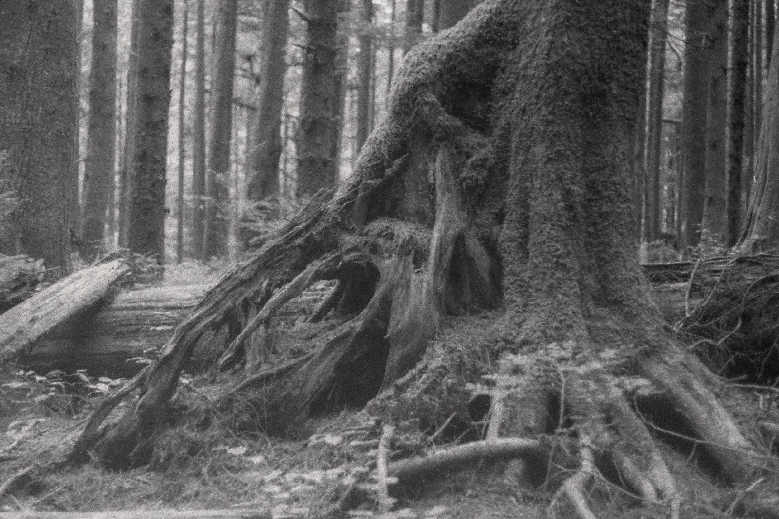 Tree Root Tangle.jpg