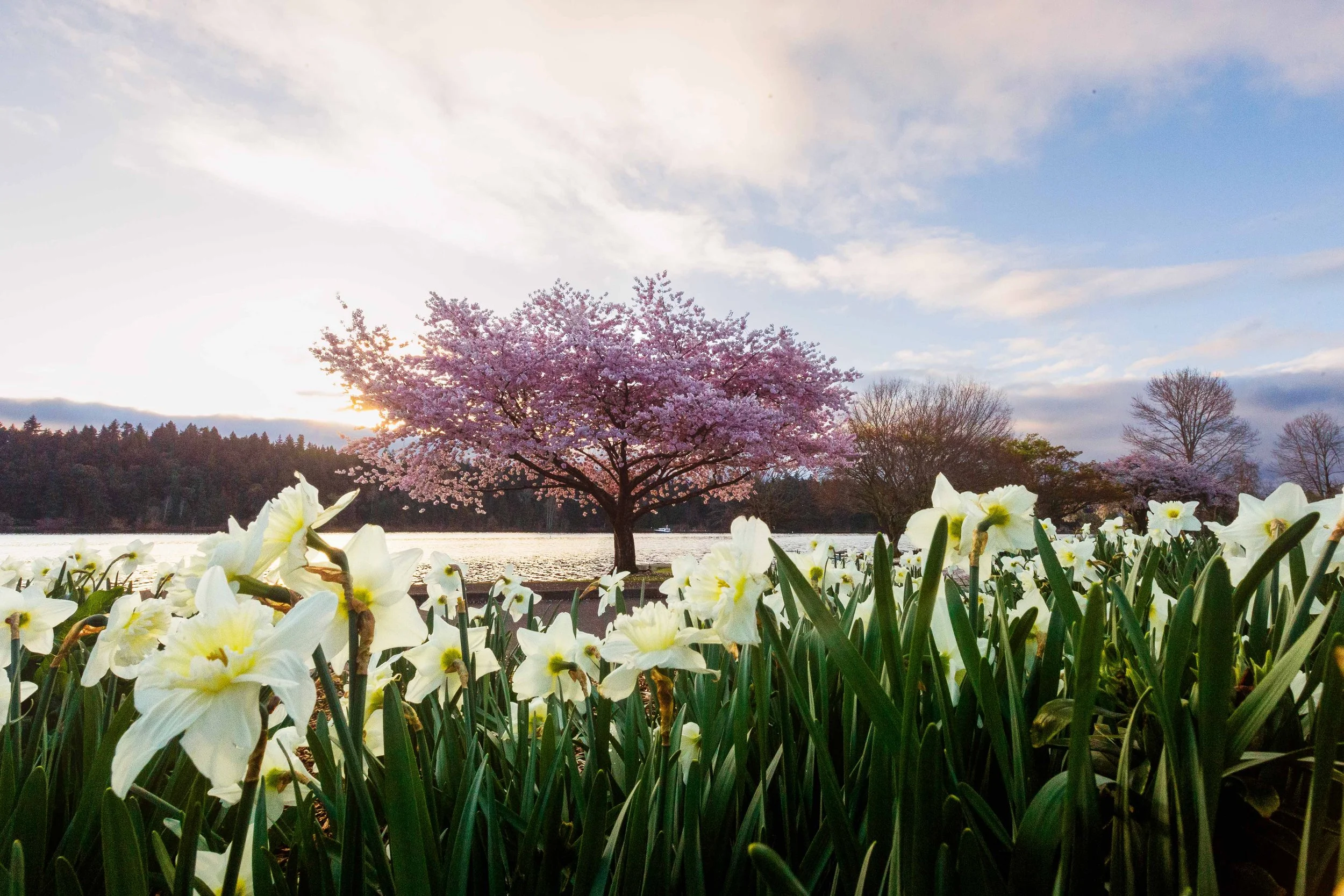 Blossoming Tree with Daffodils Websize.jpg