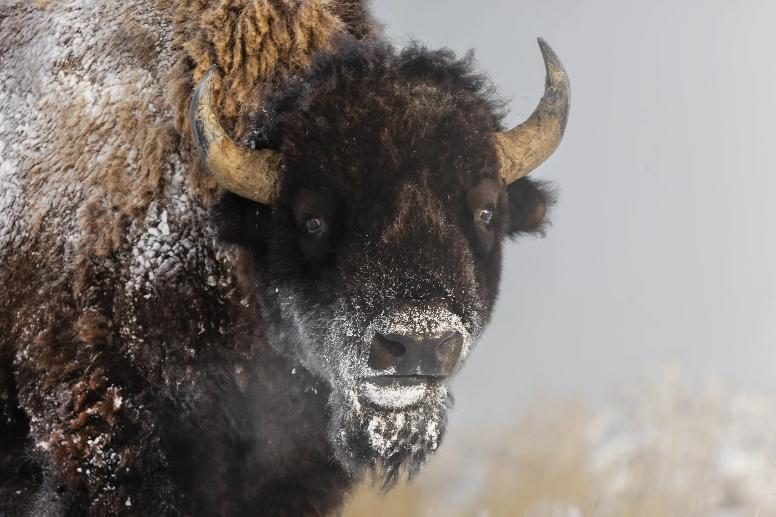 Bison Face in Snow.jpg