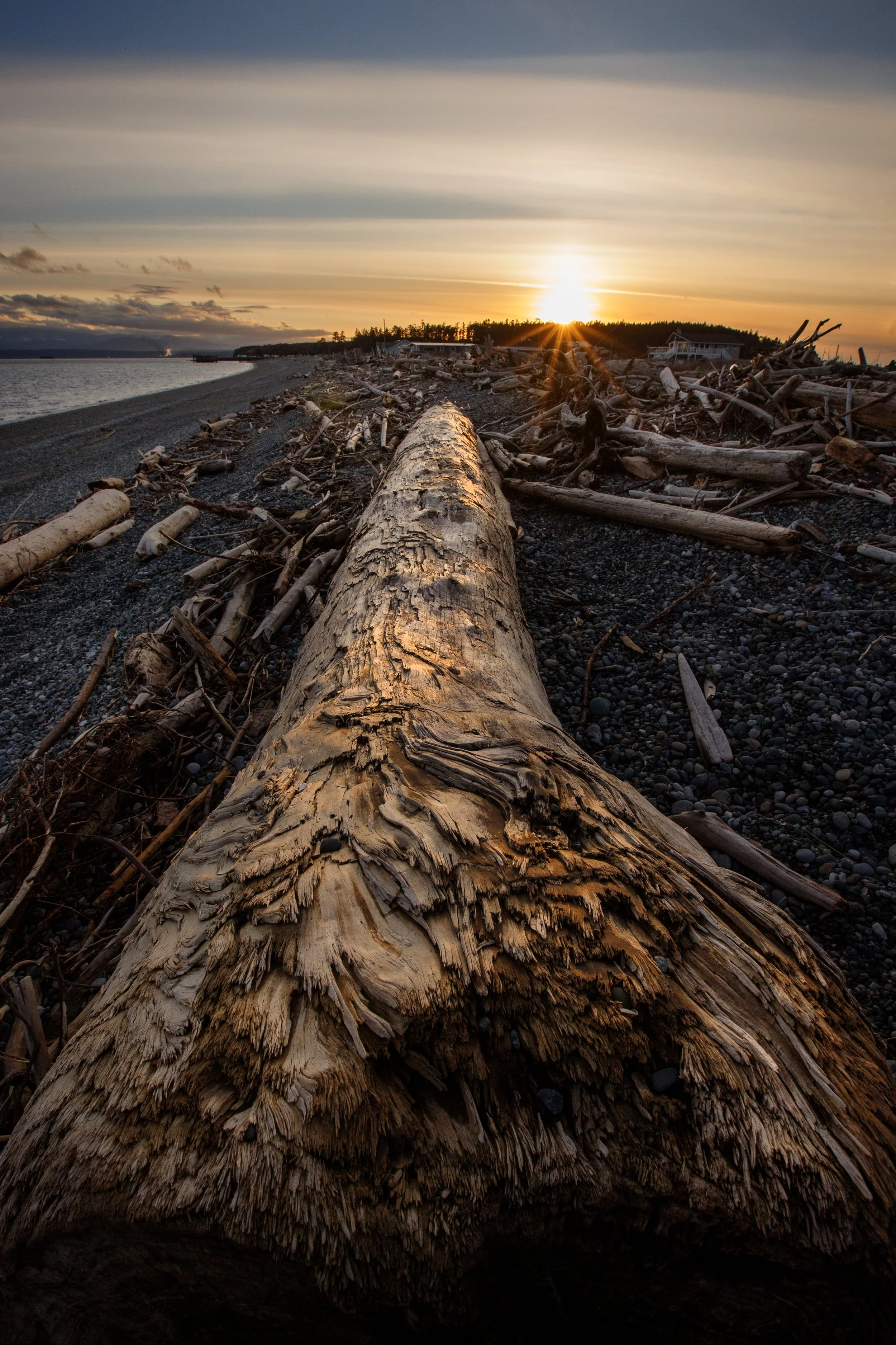 Sunlit Driftwood.jpg