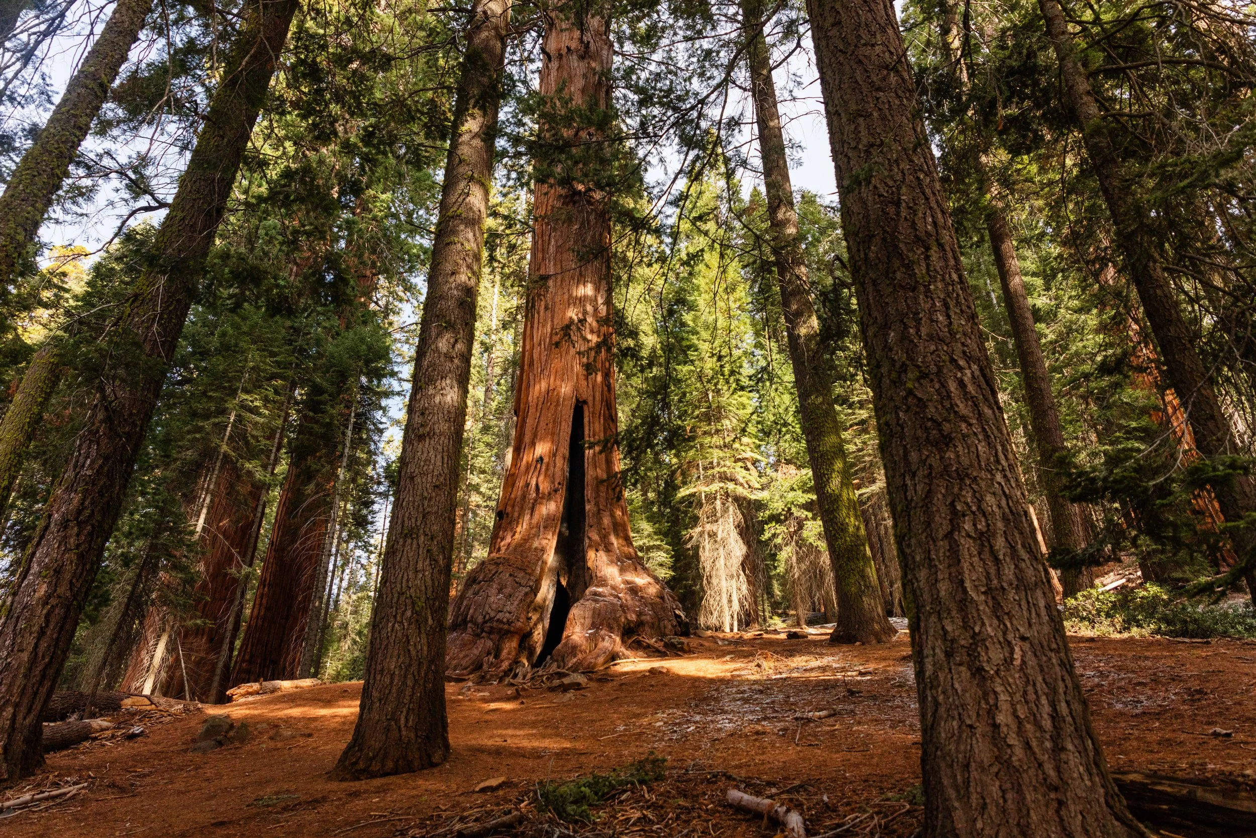 Large Sequioa in the Middle websize.jpg