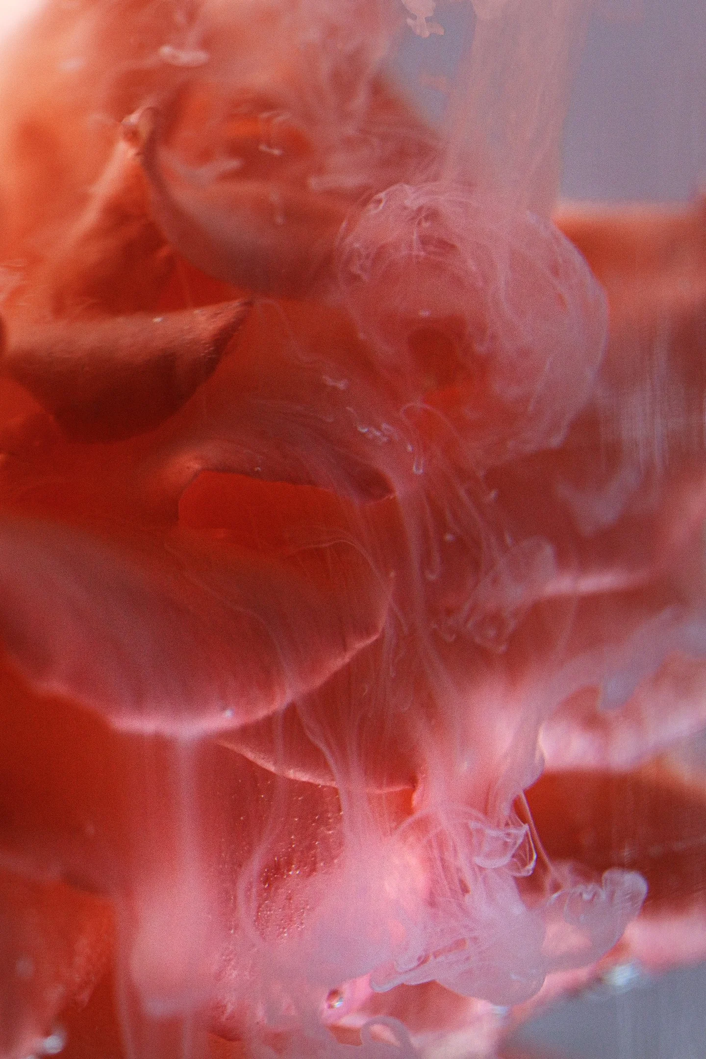 Milk on Rose (2).jpg