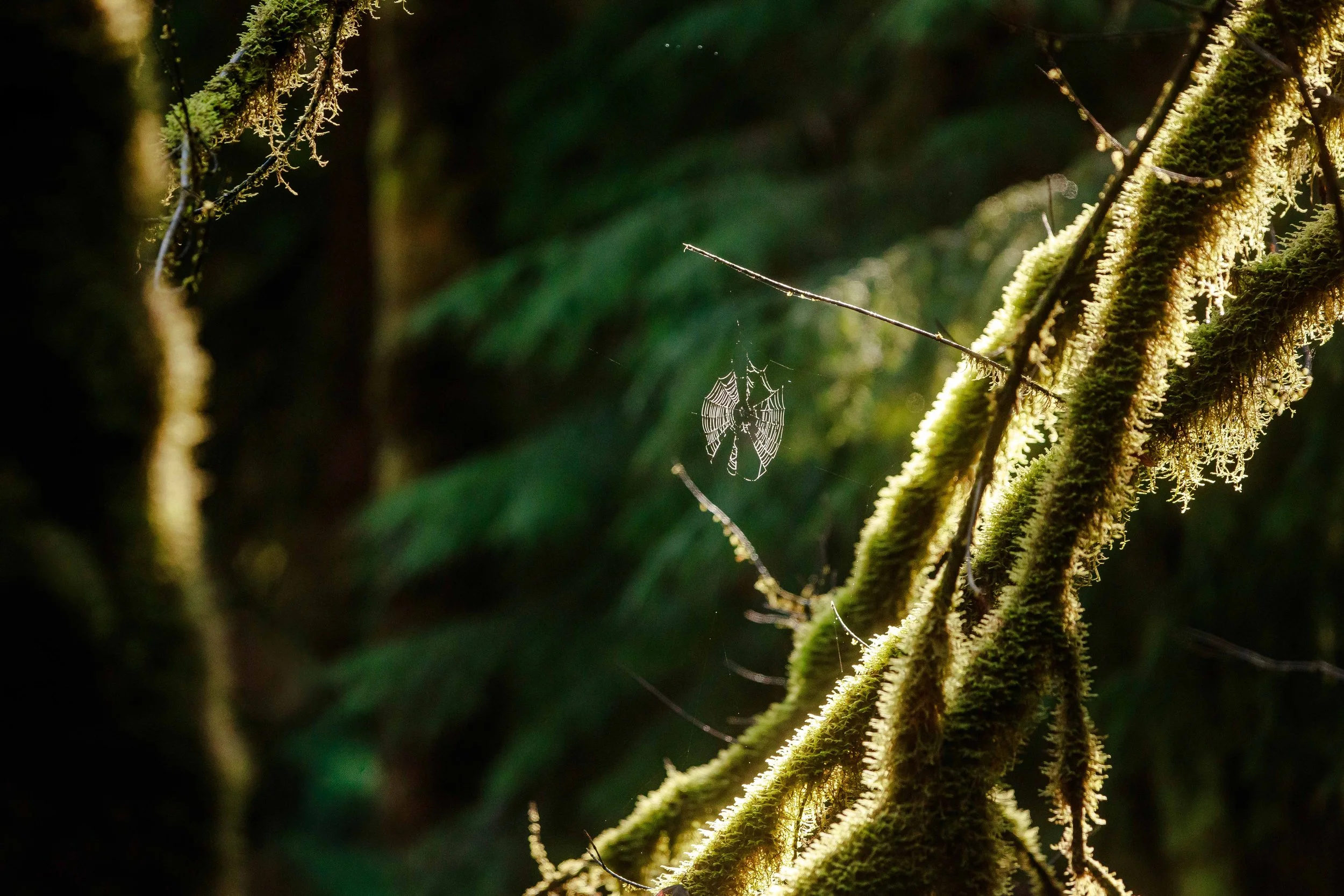 Spiderweb in the Forest websize.jpg