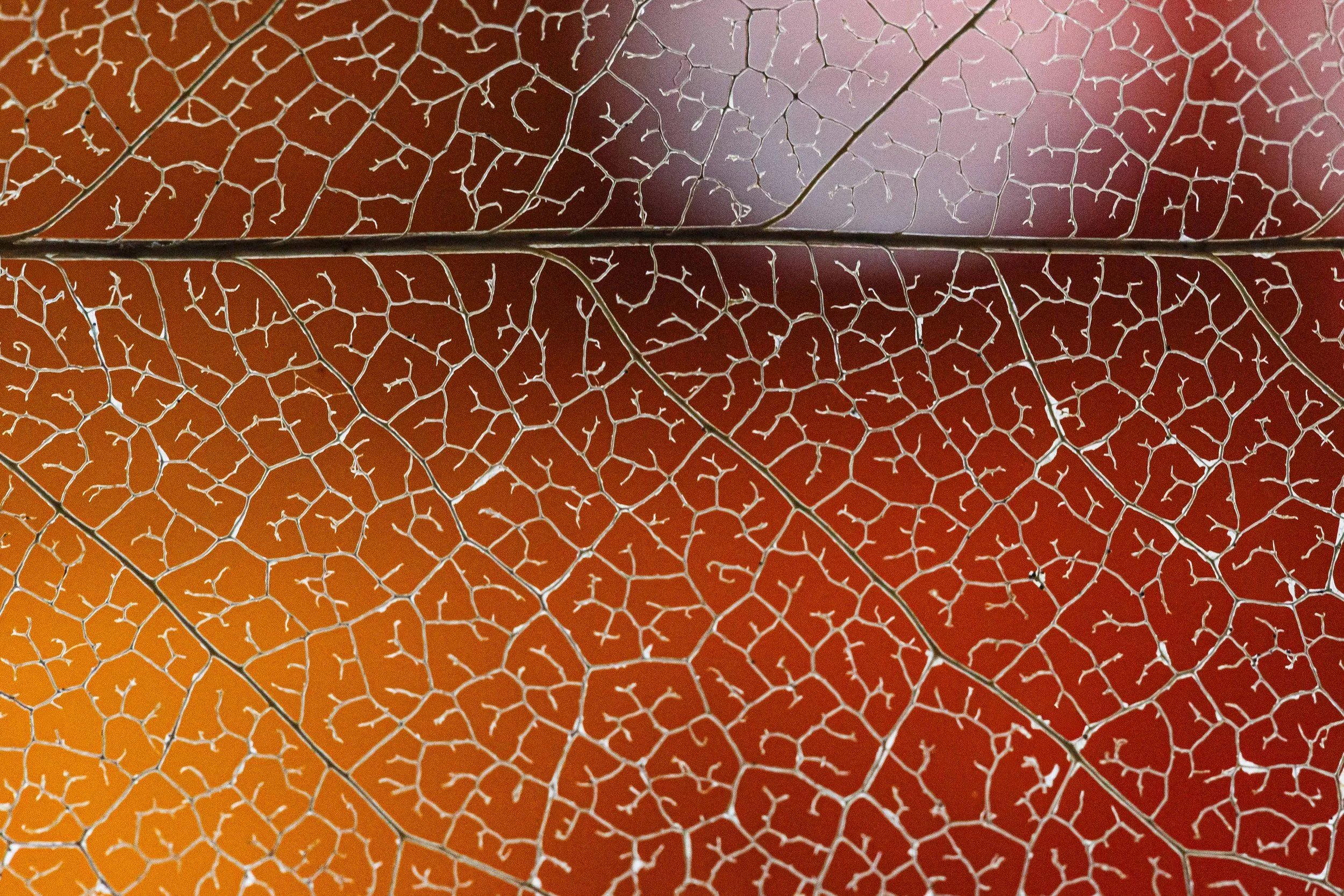 Leaf Skeleton websize.jpg