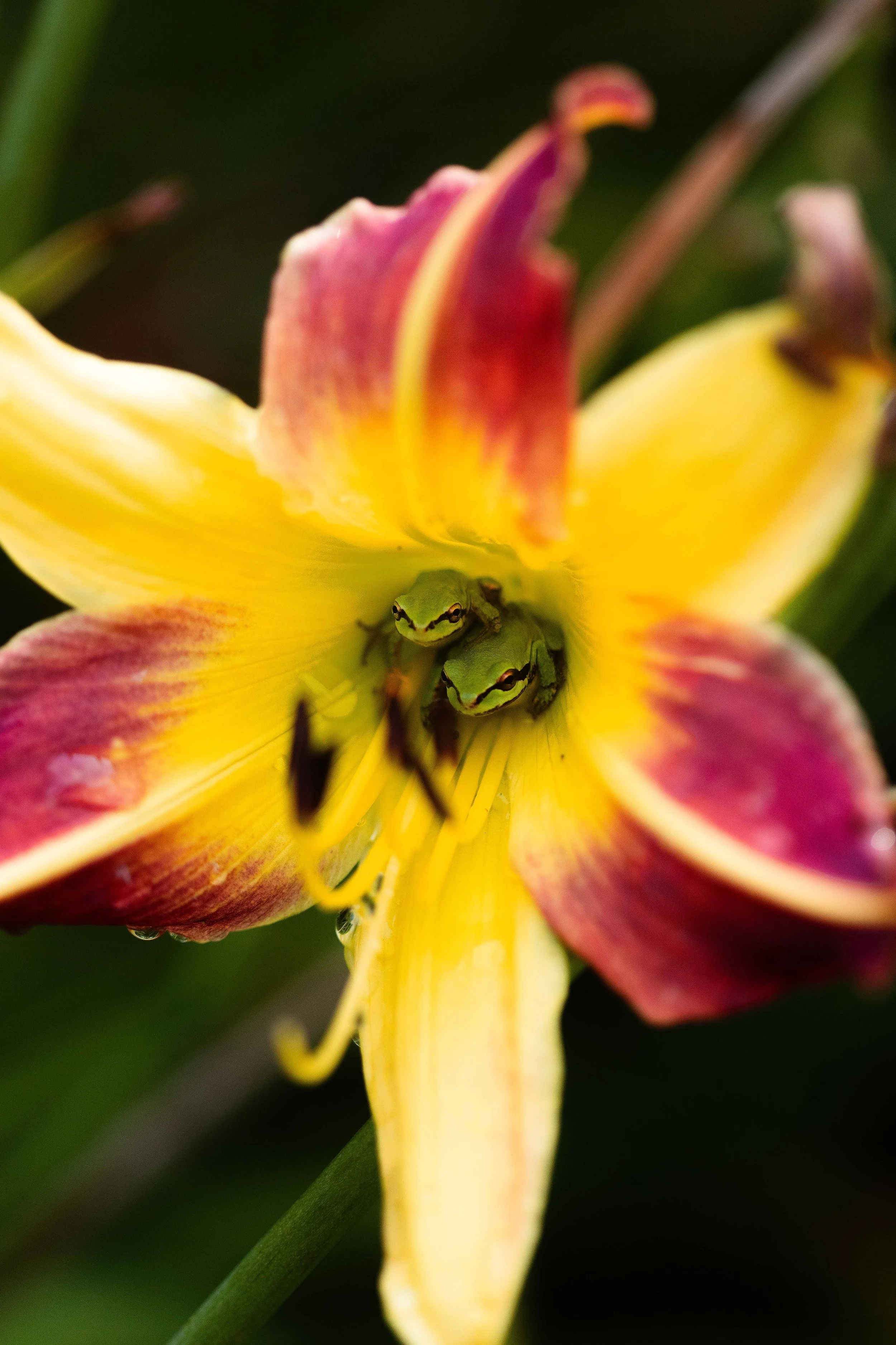 Pacific Tree Frogs in Lily websize.jpg