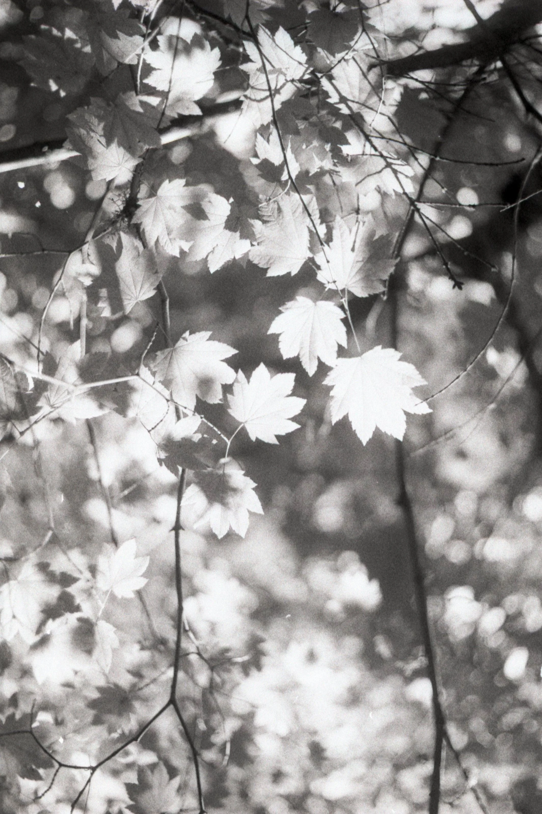 Sun Through Leaves.jpg