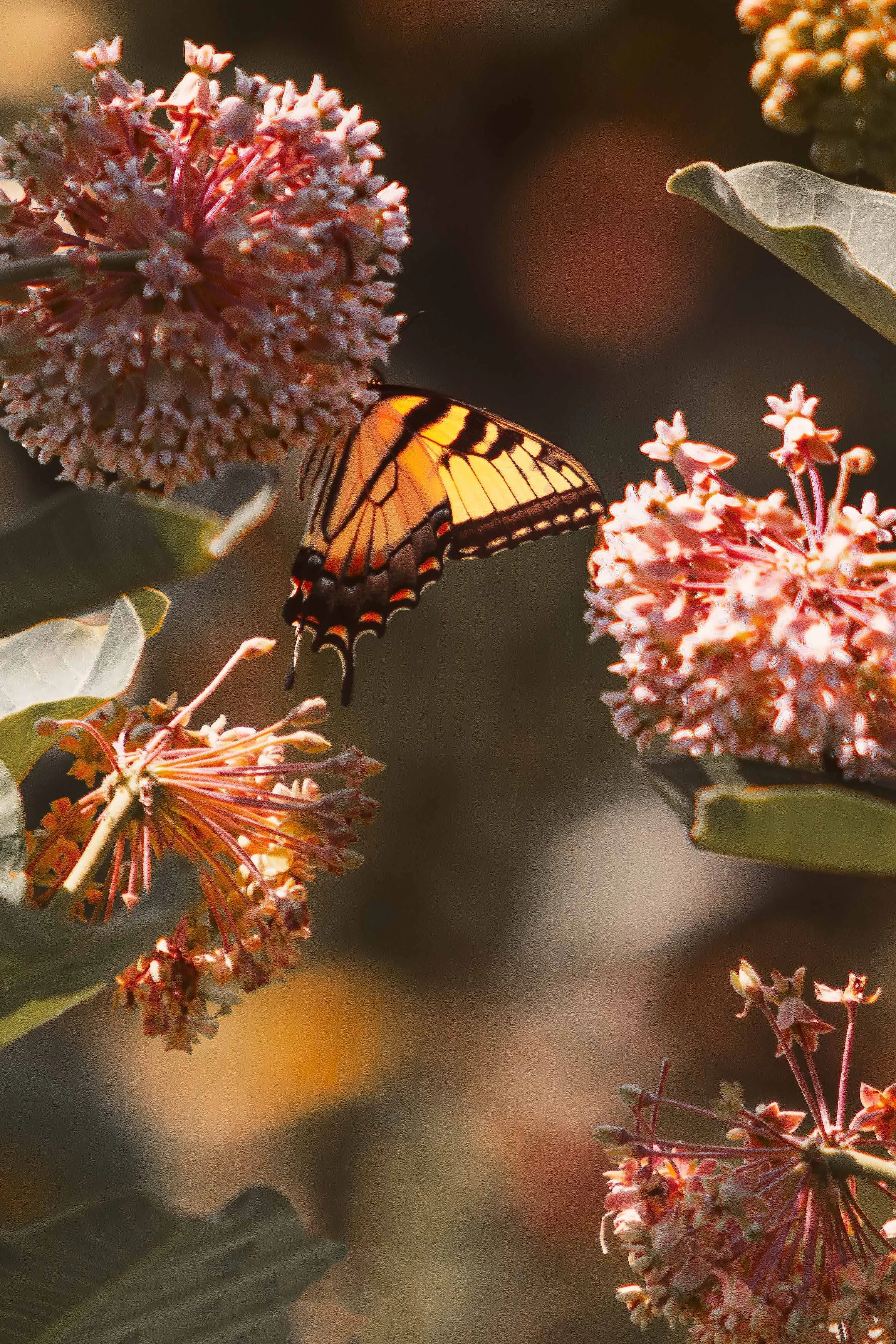 Butterfly in Sunlight websize.jpg
