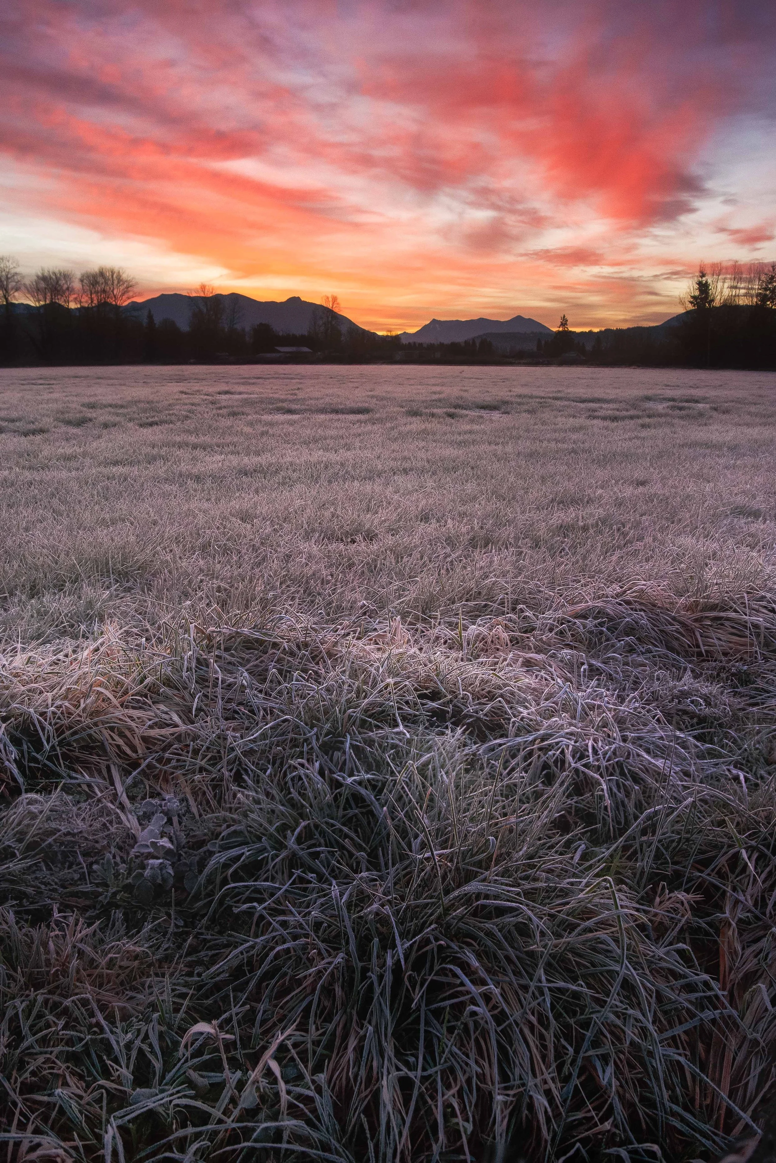 Frosty Field at Sunrise websize.jpg