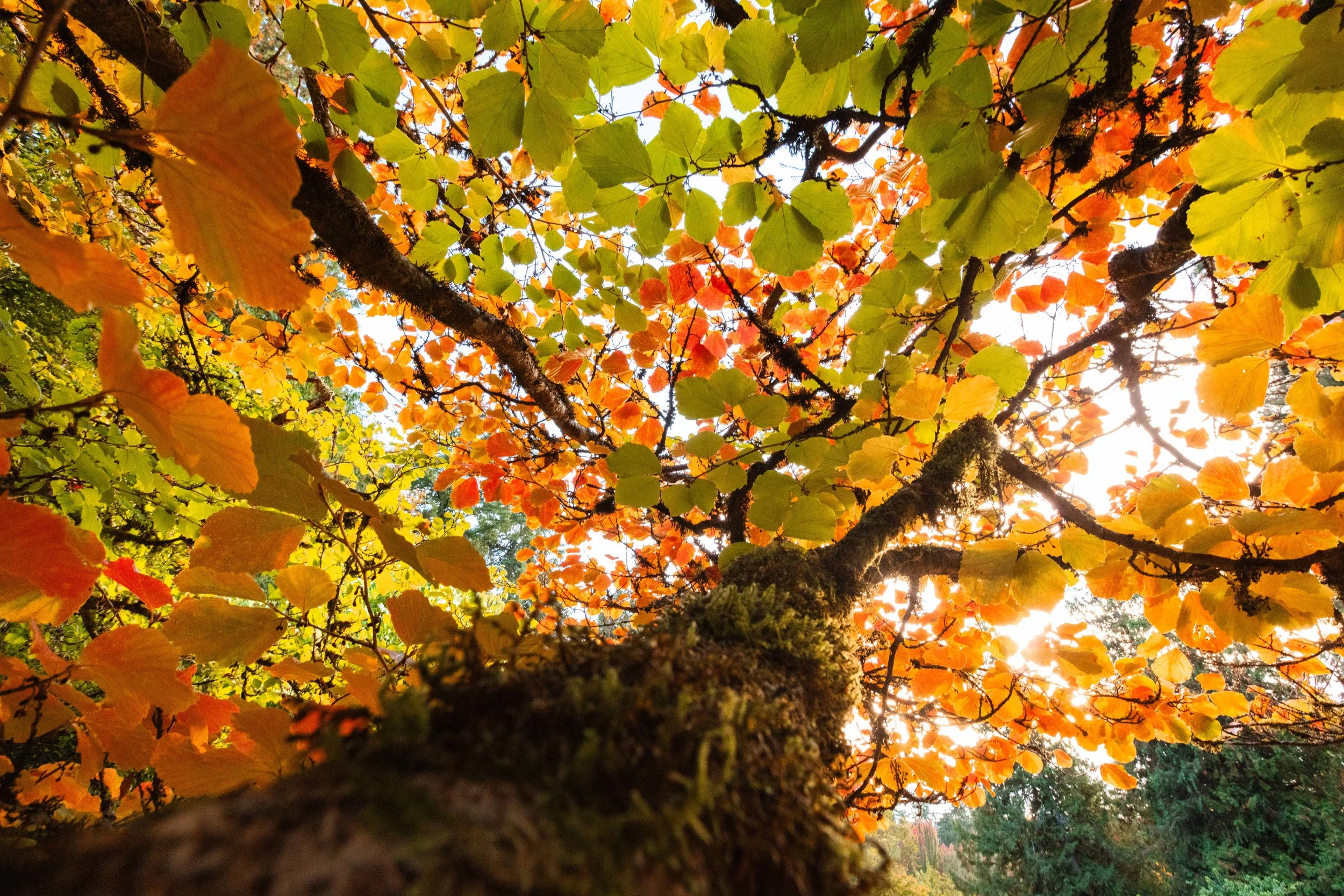 Autumn Tree in Seattle websize.jpg