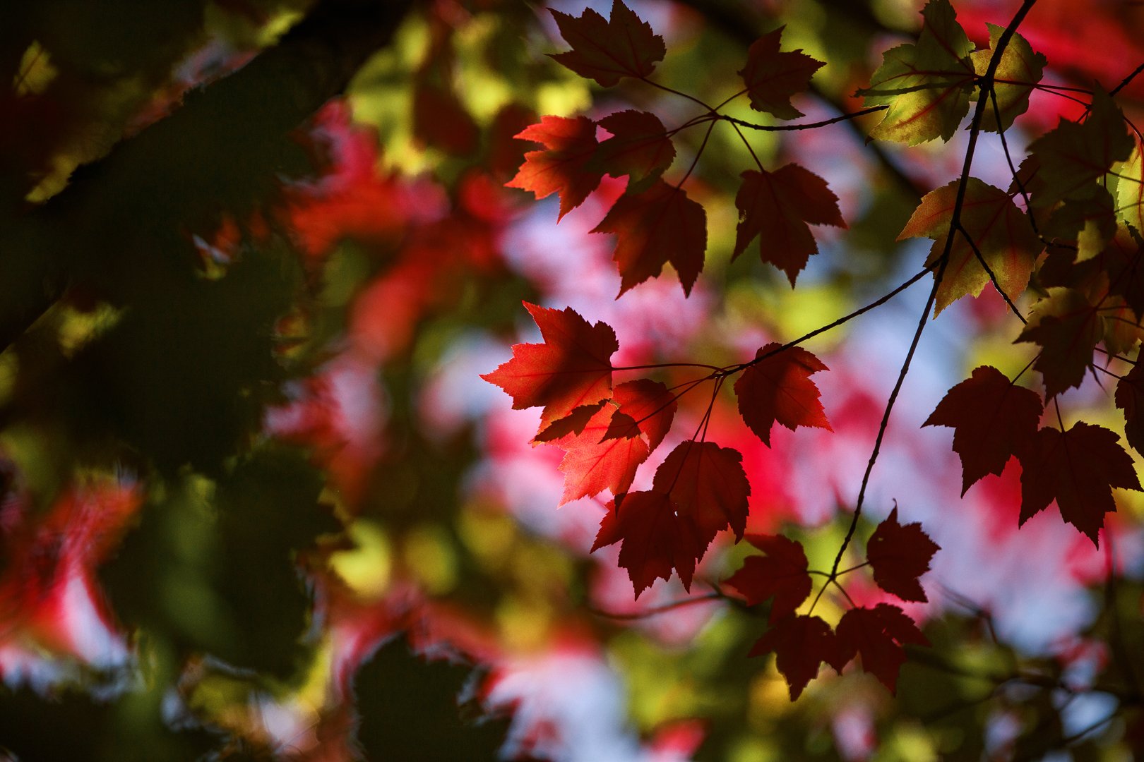 Changing Leaves.jpg
