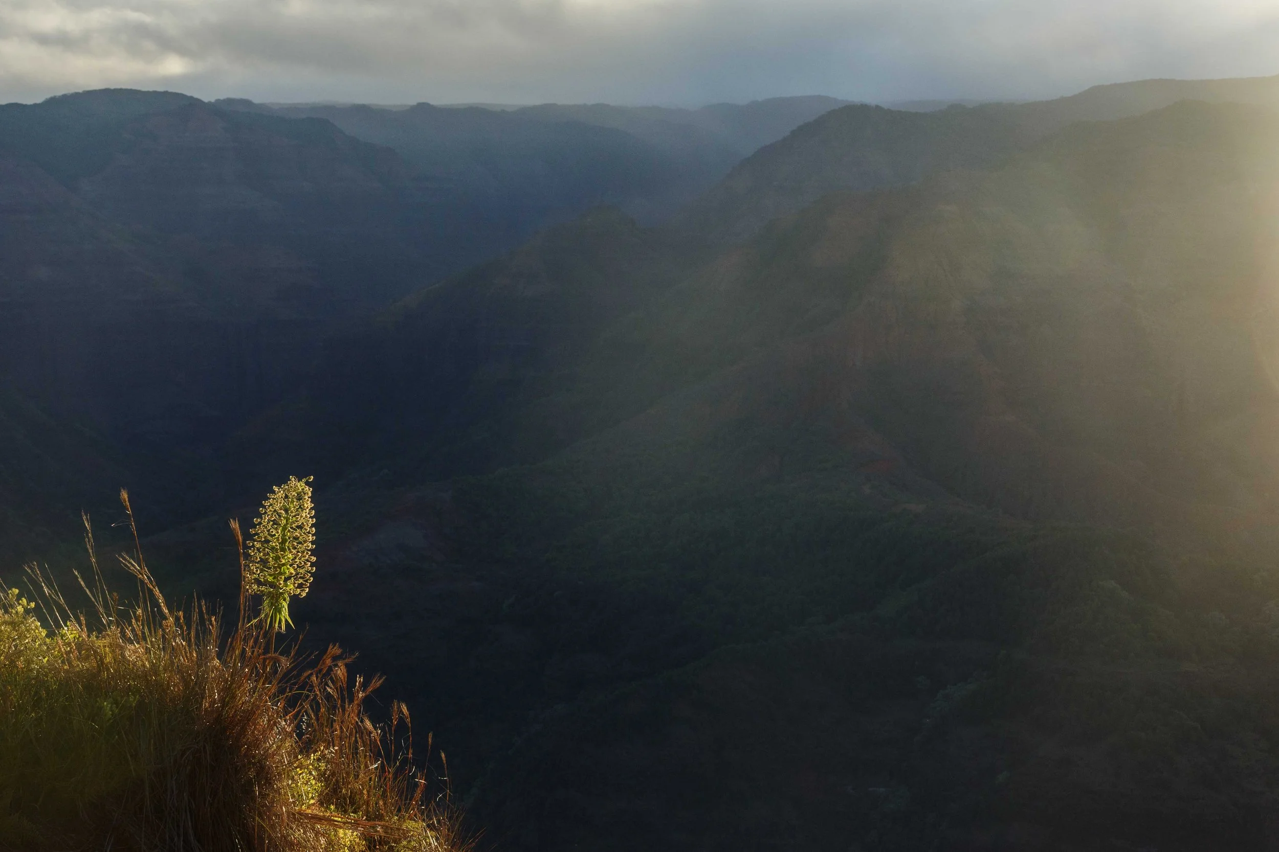 Iliau on Waimea Websize.jpg