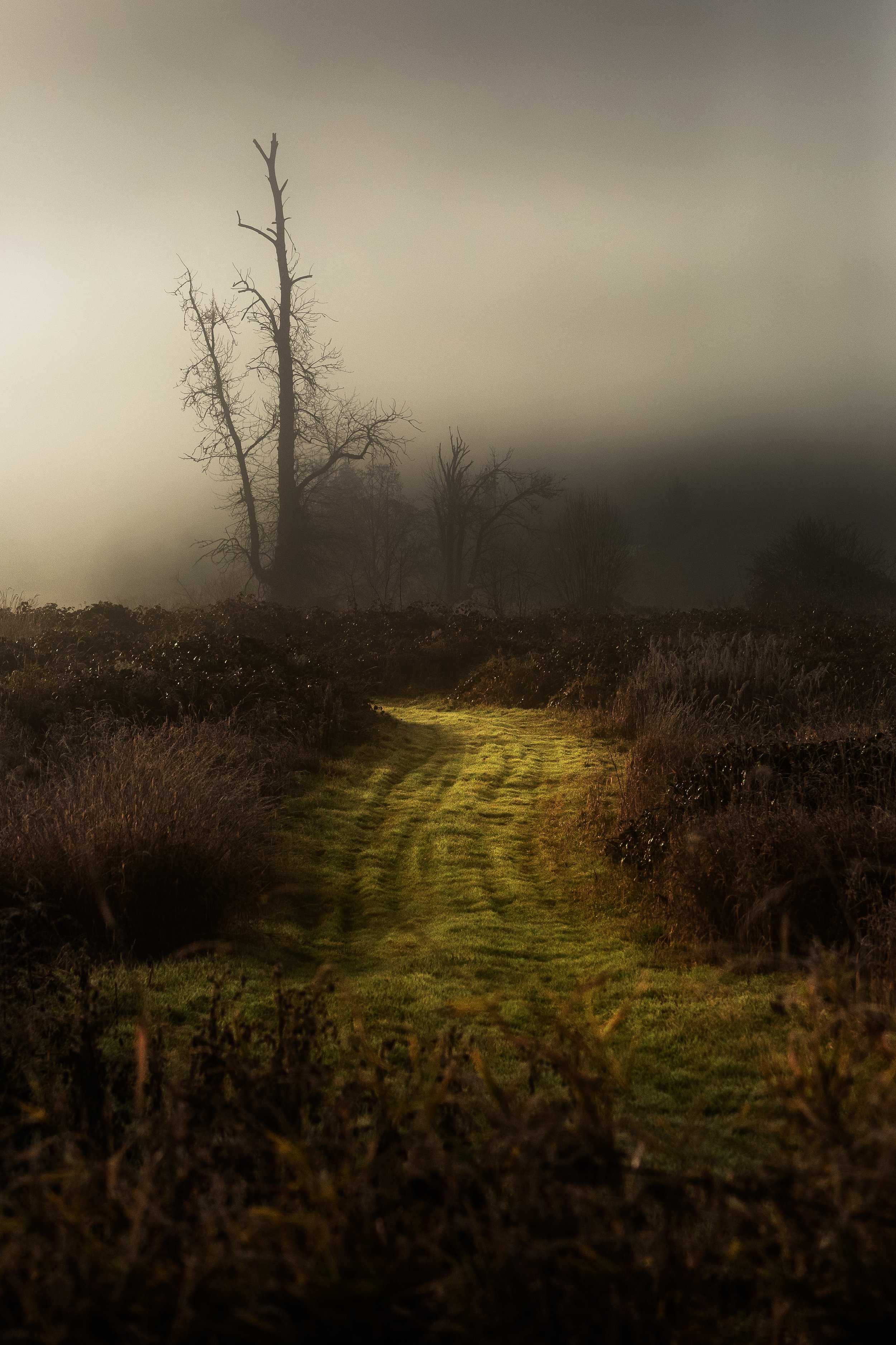 Illuminated Path in Carnation.jpg