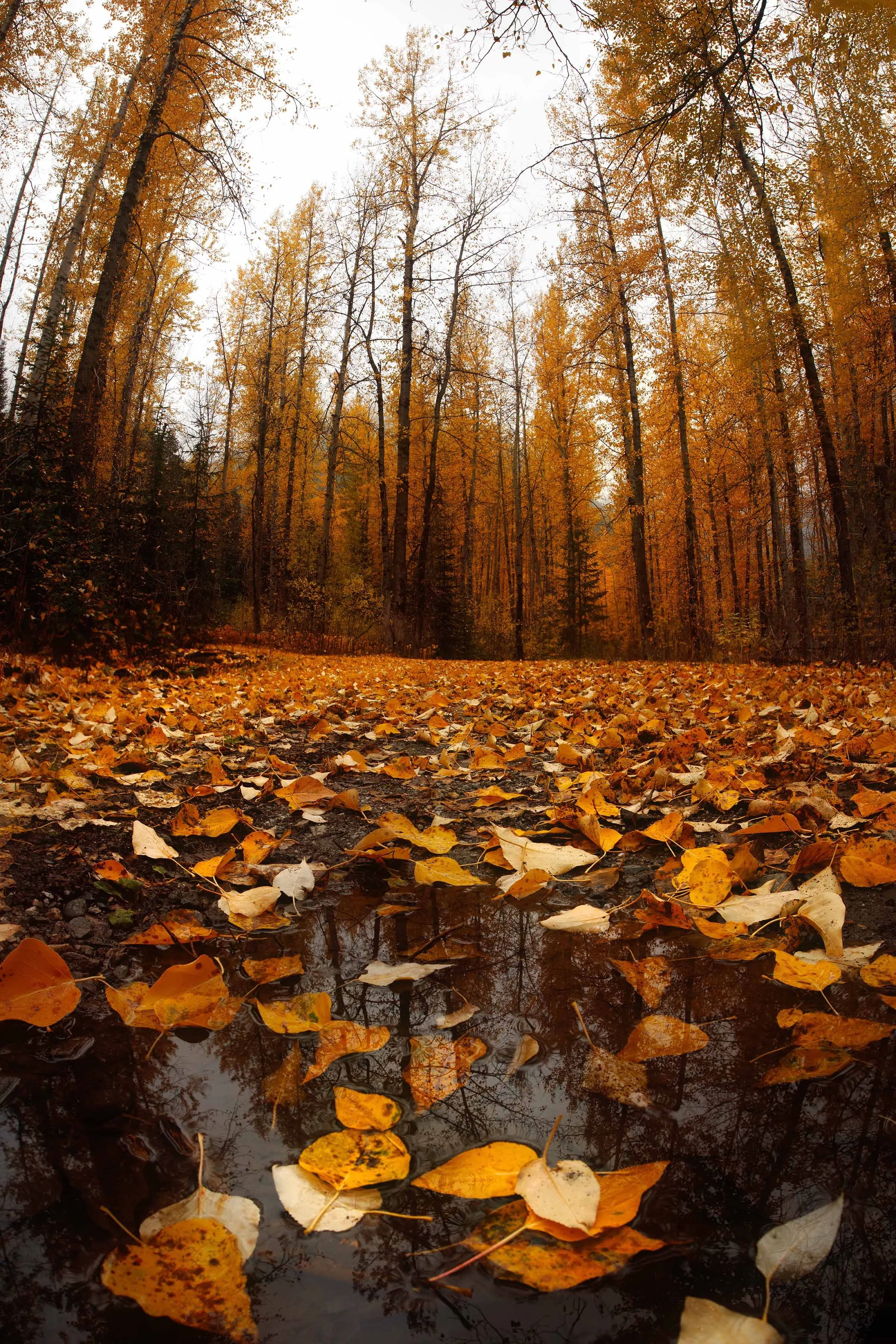 Golden Road from Below websize.jpg