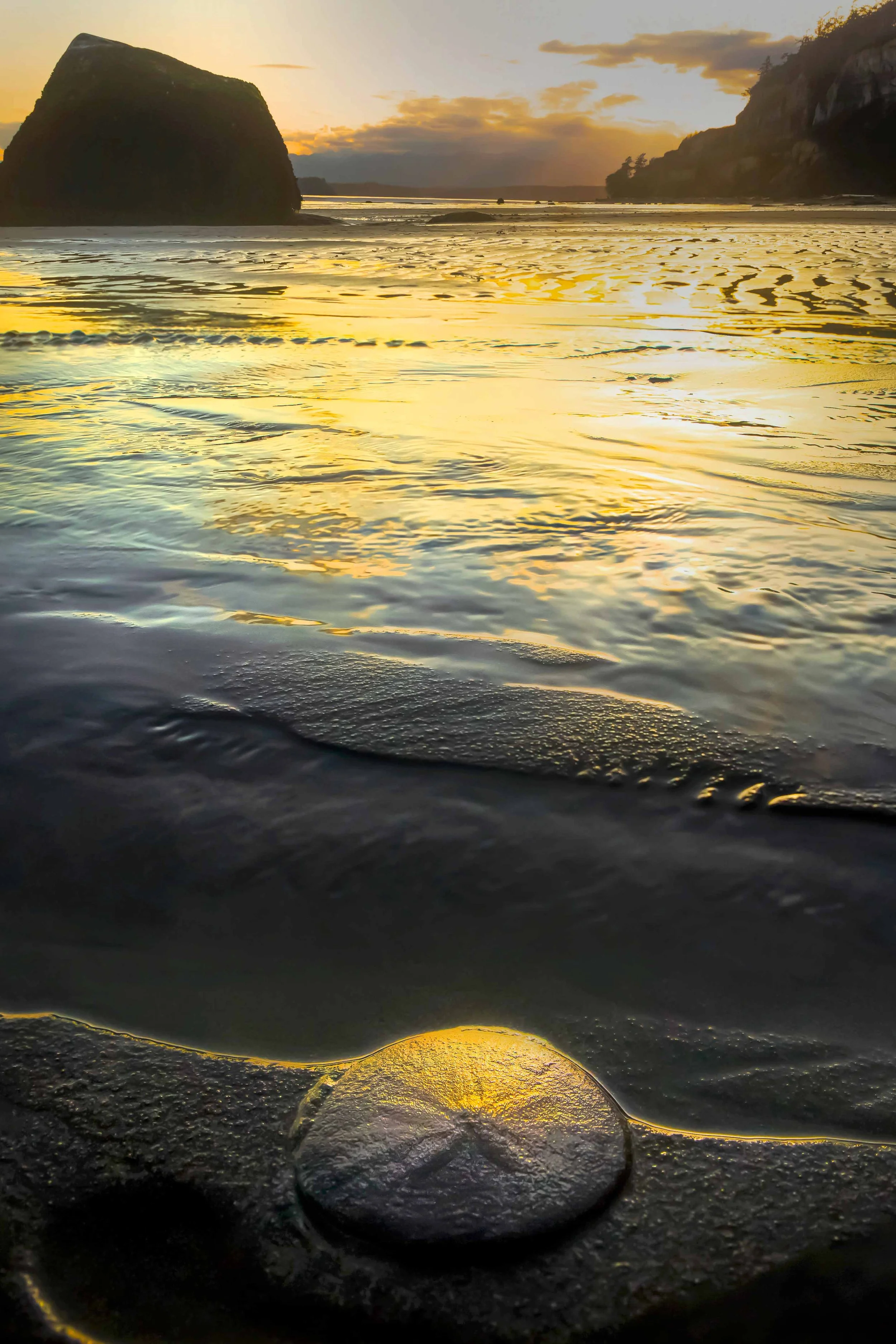 Sand Dollar in Golden Light websize.jpg