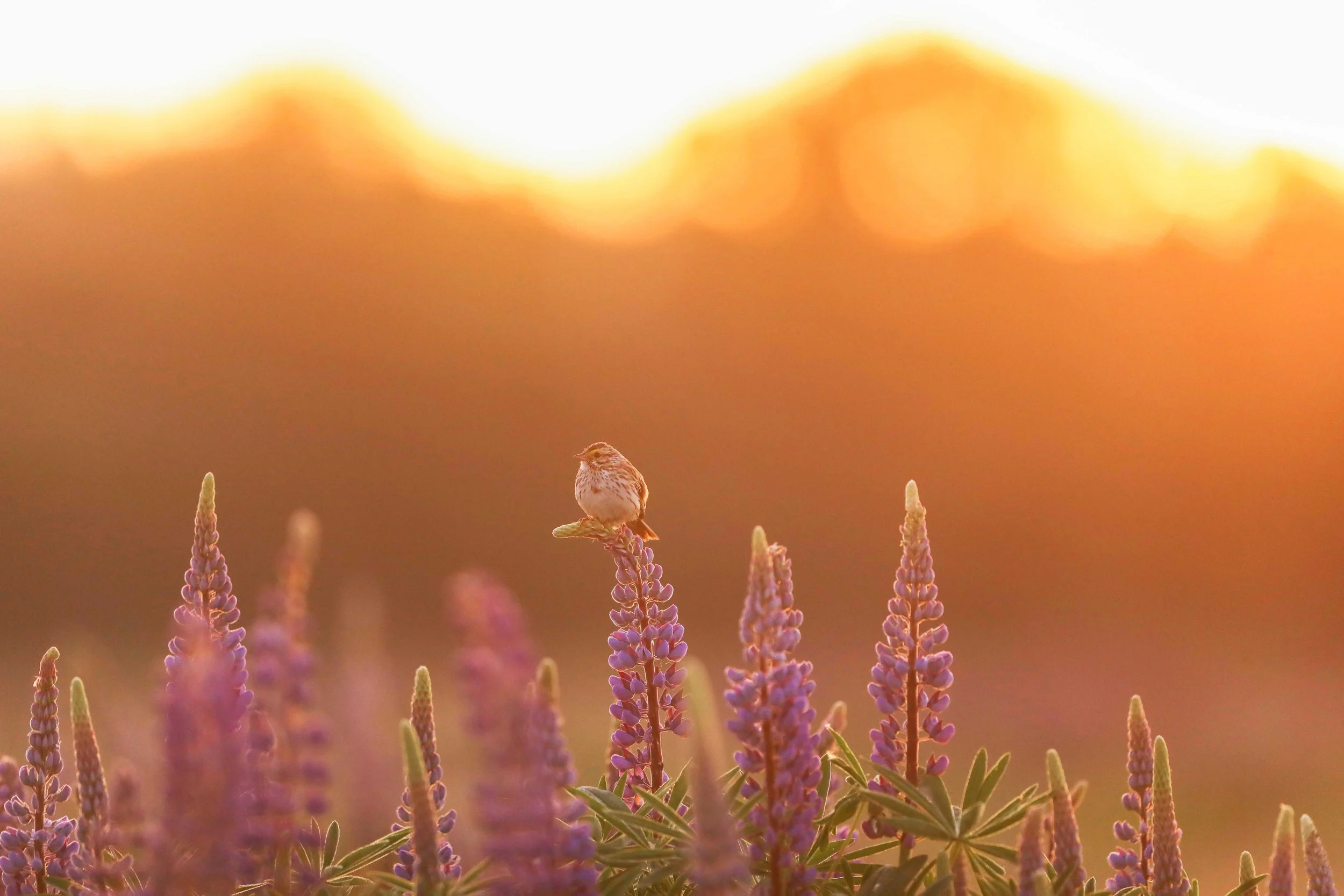 Sparrow on Lupines at Sunrisewebsize.jpg