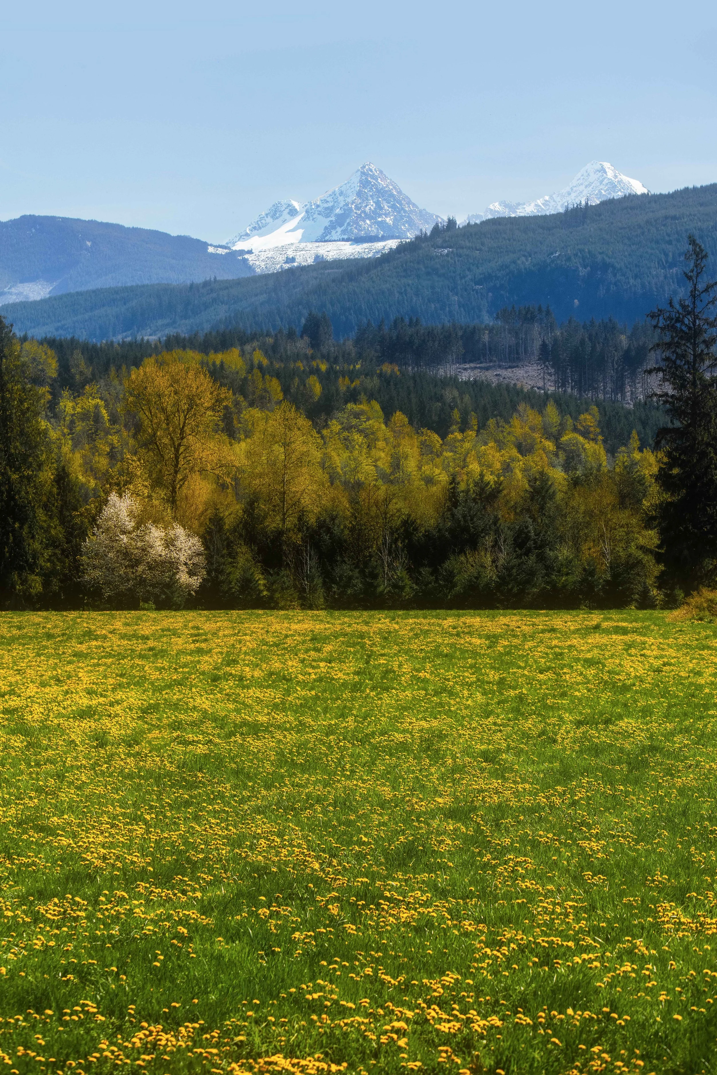 Acme Dandelions with Cascades Websize.jpg