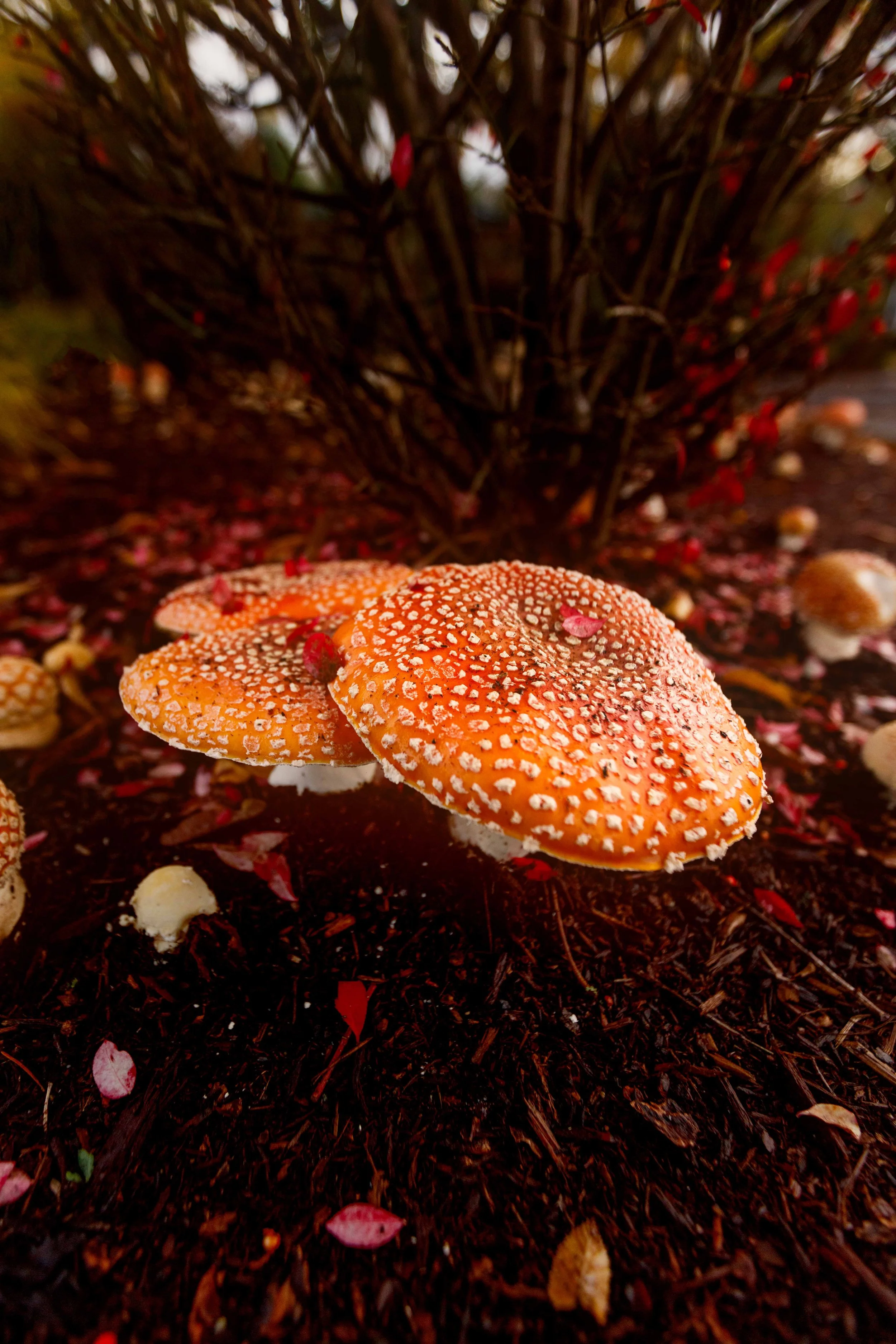 Parking Lot Amanitas websize.jpg