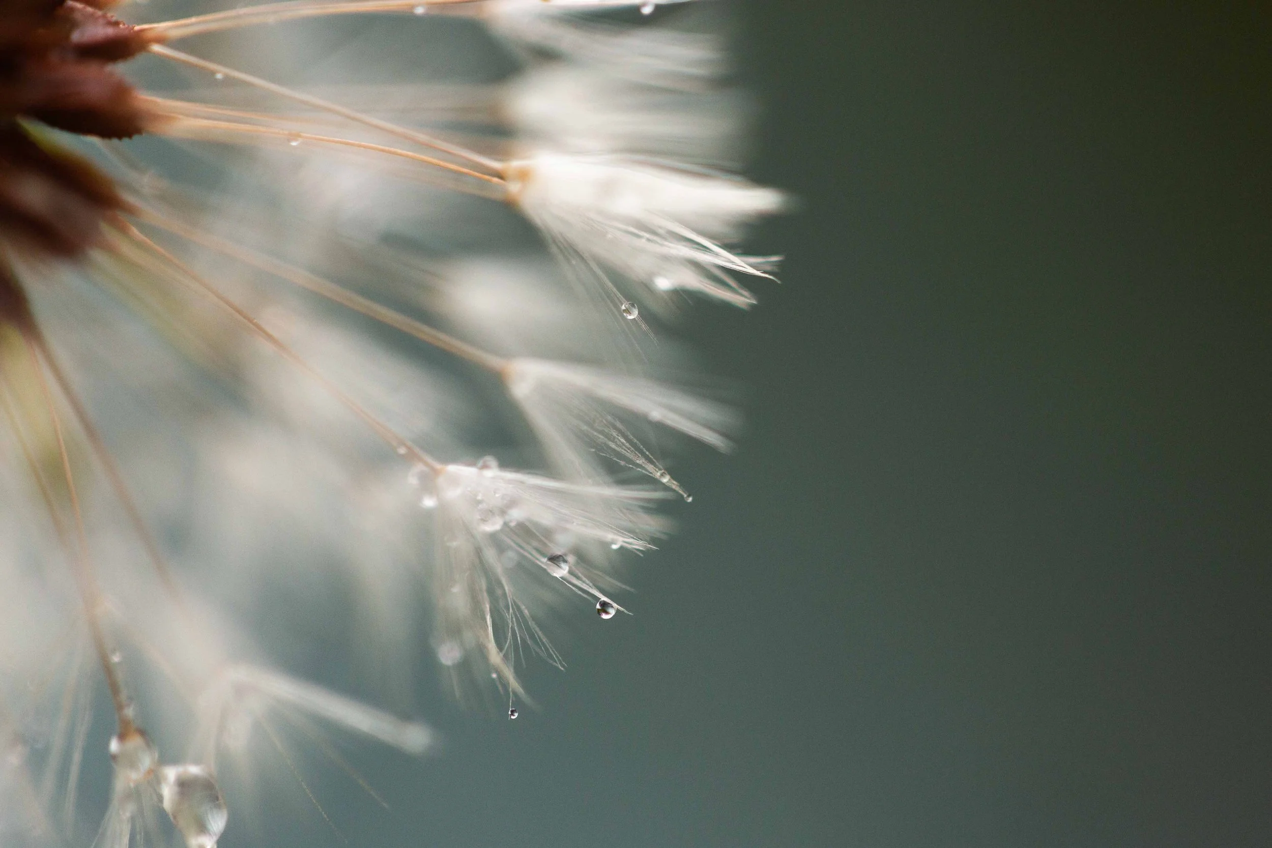 Dewy Dandelion websize.jpg