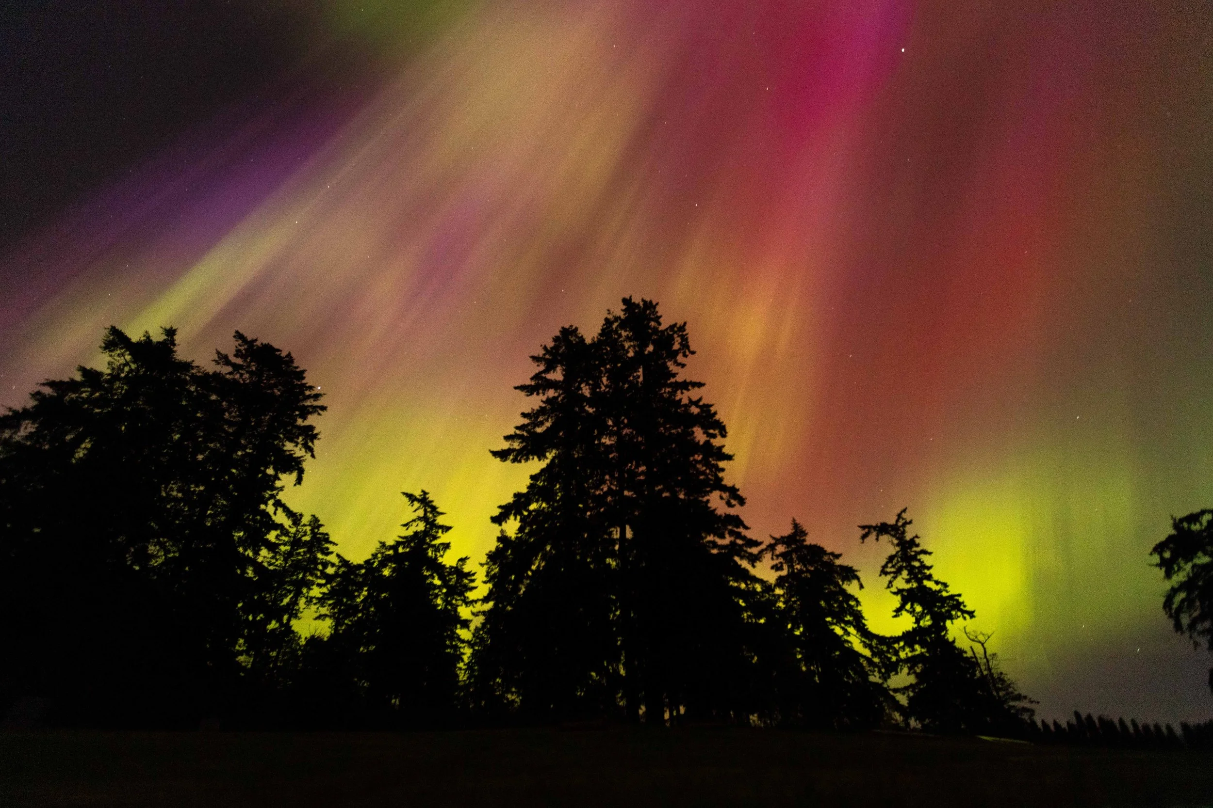 Aurora Borealis with Trees websize.jpg