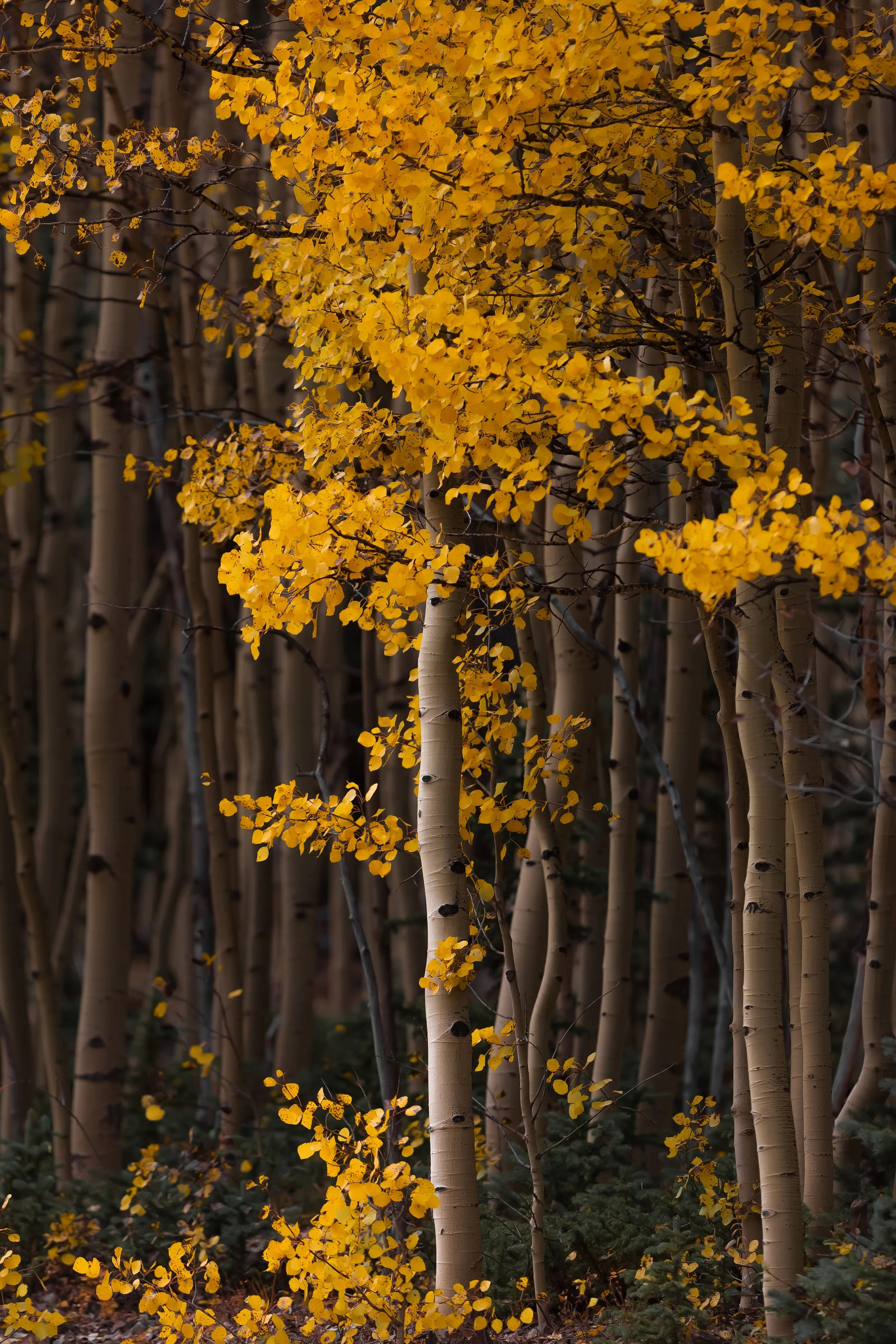 Illuminated Aspen in October.jpg