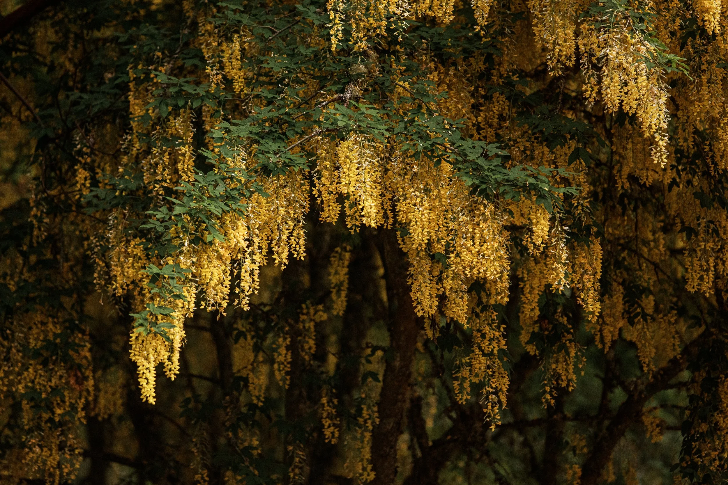 Golden Chain POrtal.jpg