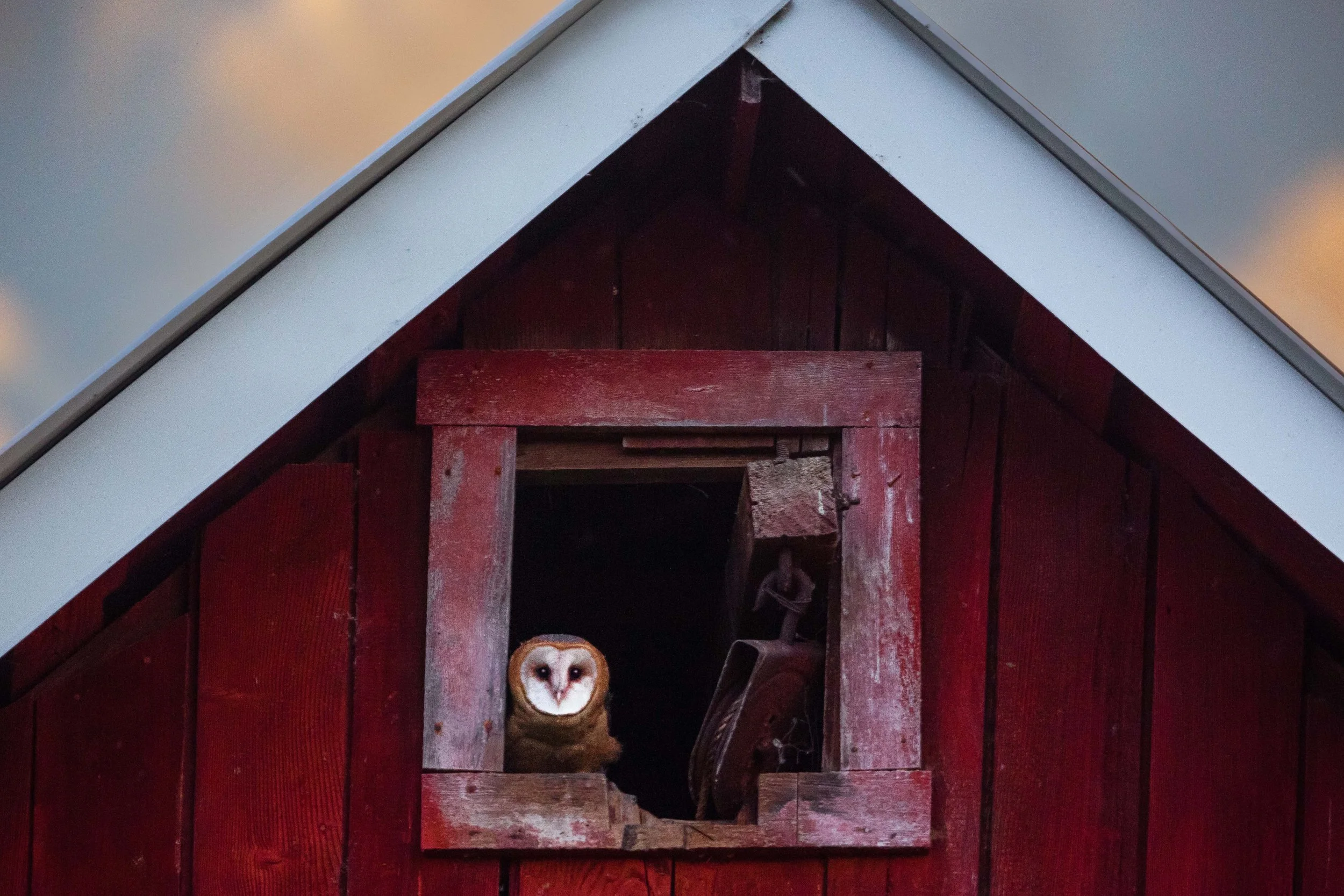 Barn Owl Juvenile in Carnation Web Size.jpg
