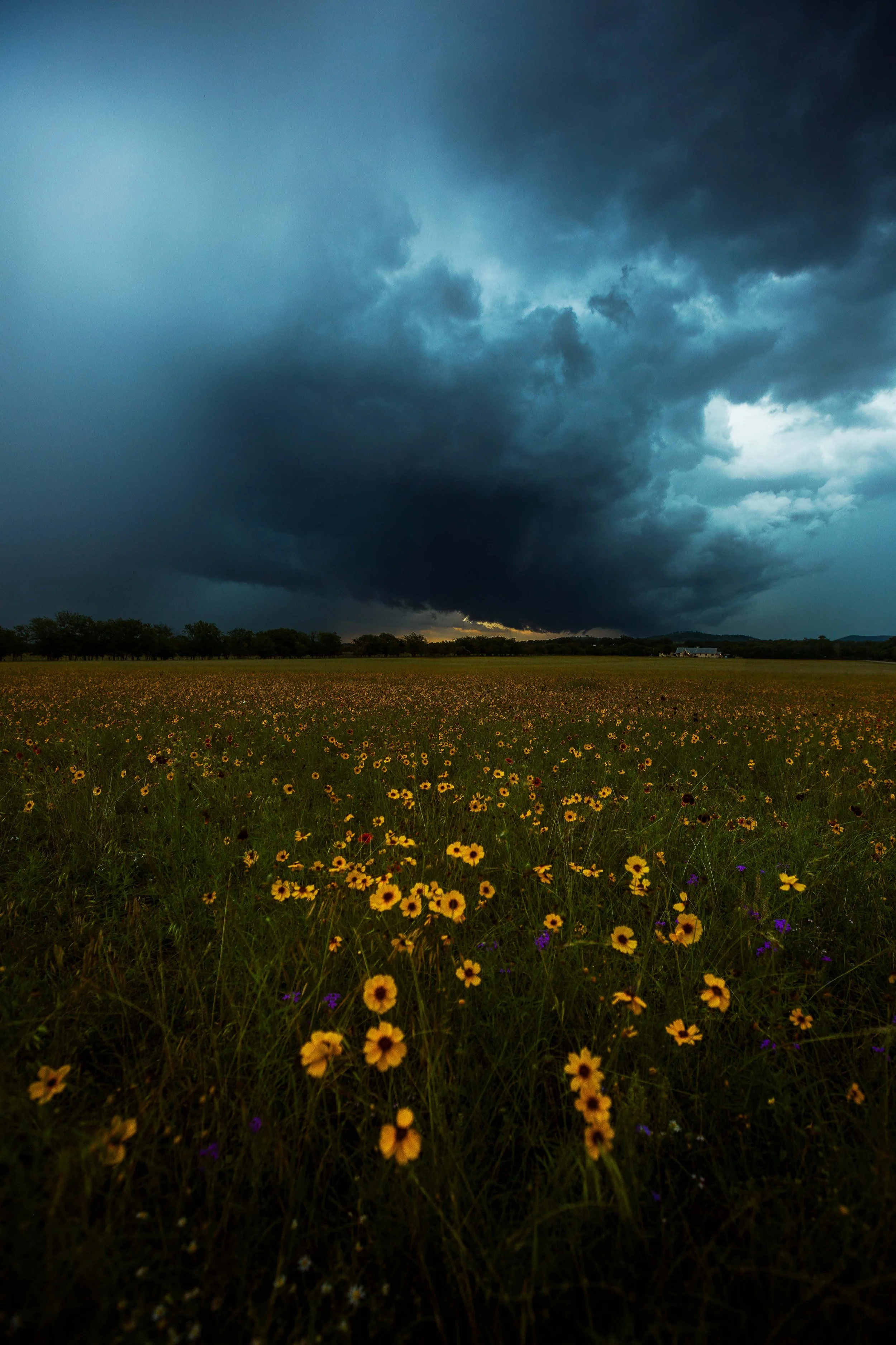 Wildflowers with Storm in Texas Web Size.jpg