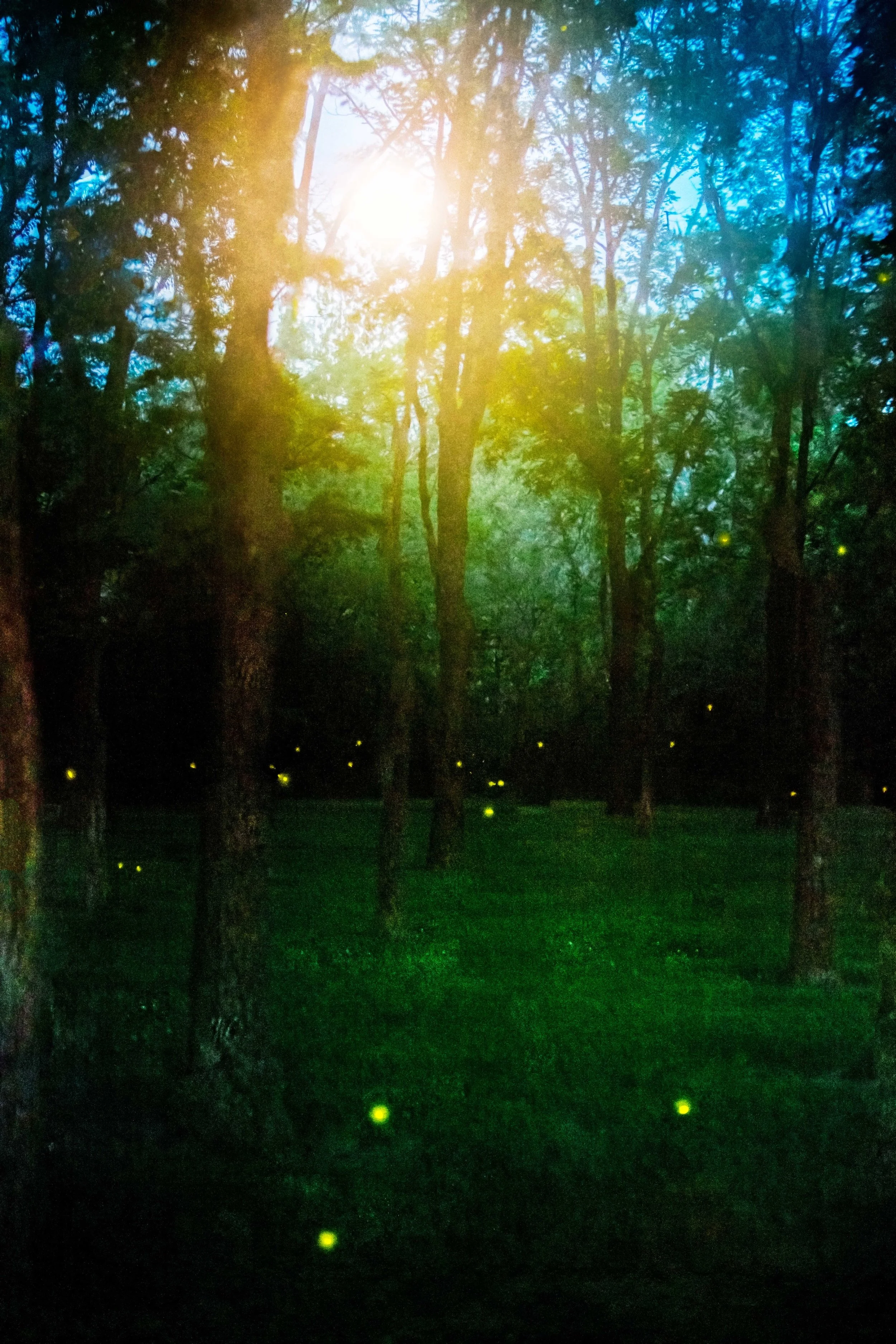 Lightning Bugs with Moonlight websize.jpg